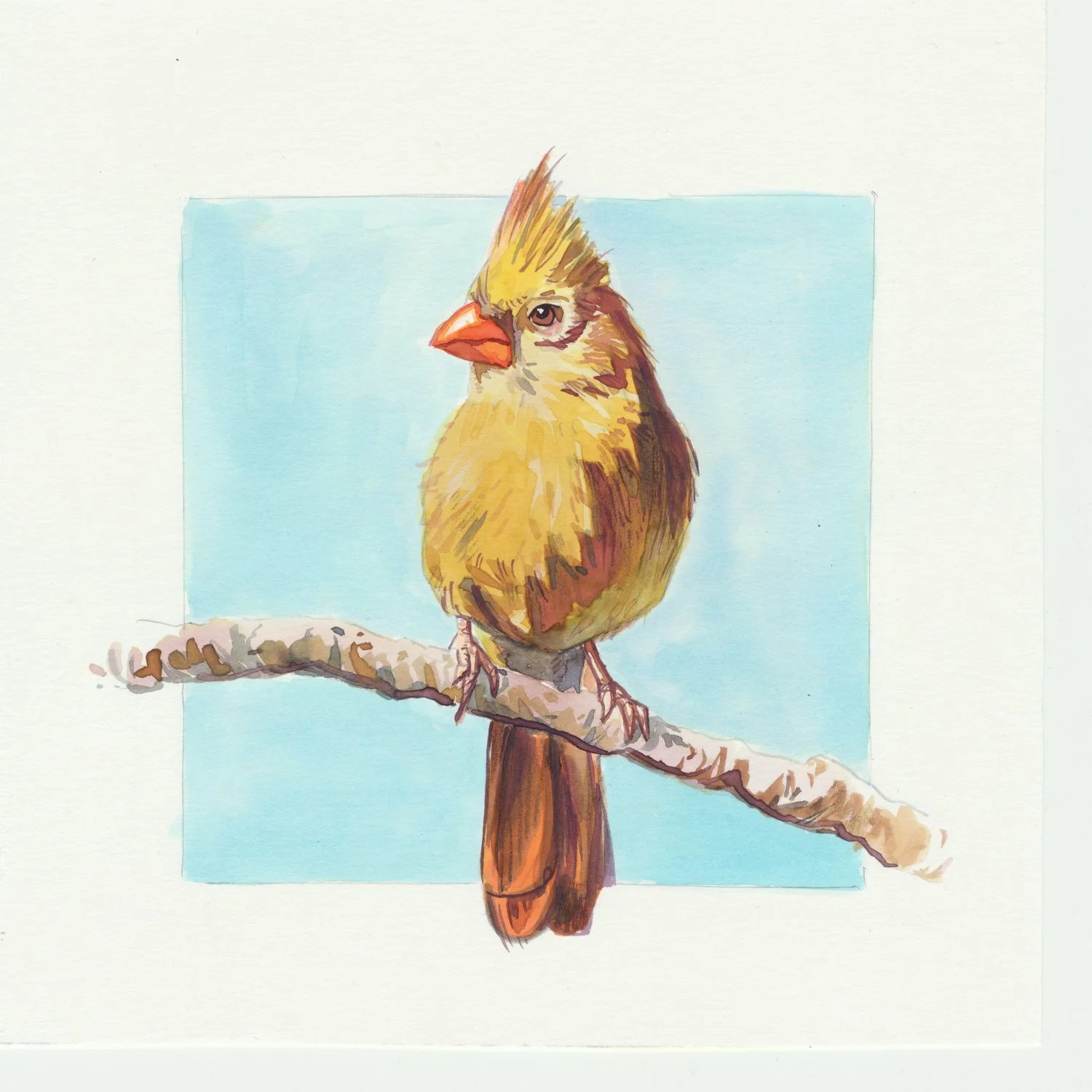 4x4 lady cardinal.jpg