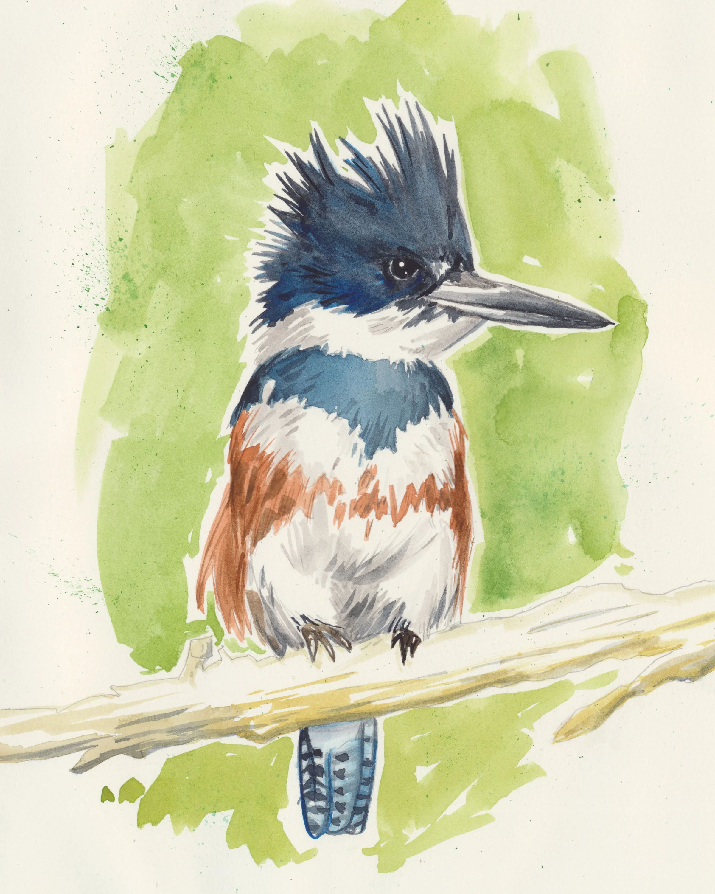 kingfisher1.jpg