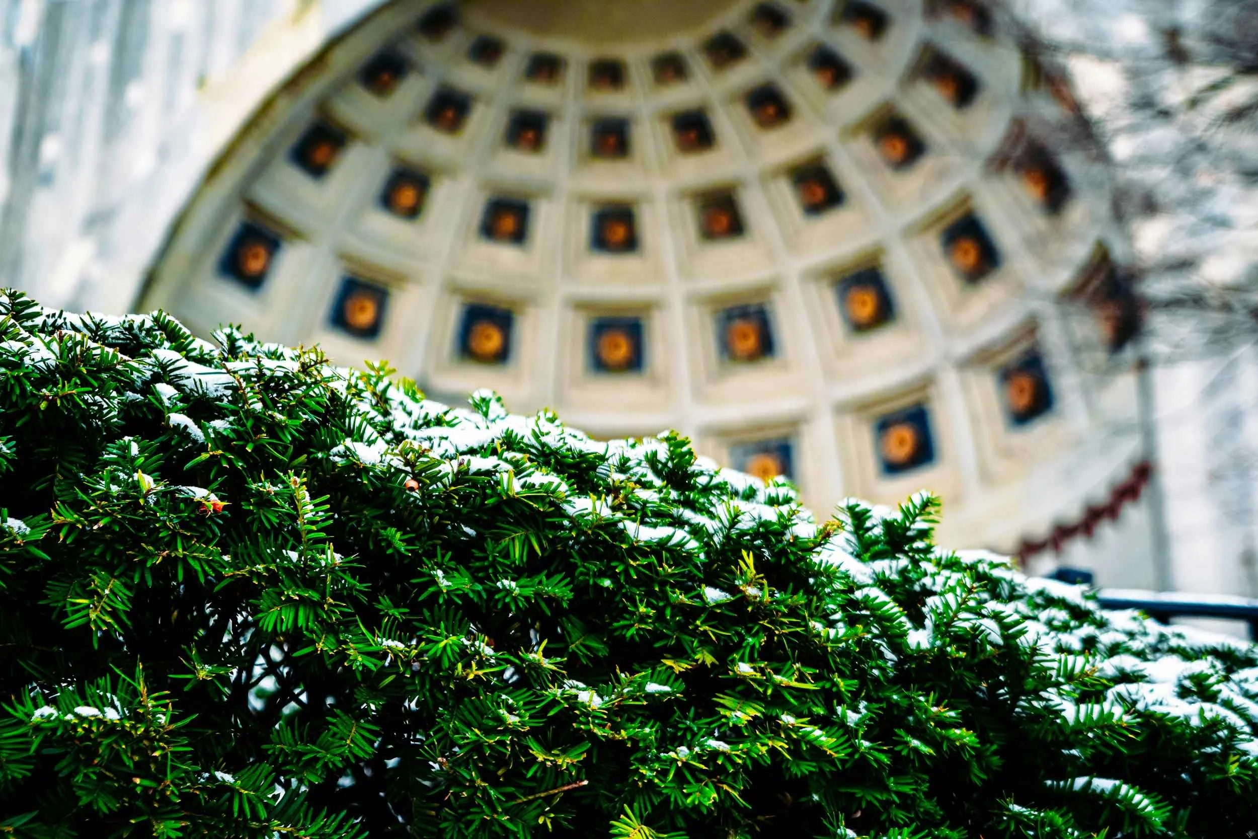 Green shrub with snow on it in the foreground, and a domed ceiling with square recessed panels and decorative elements in the background.