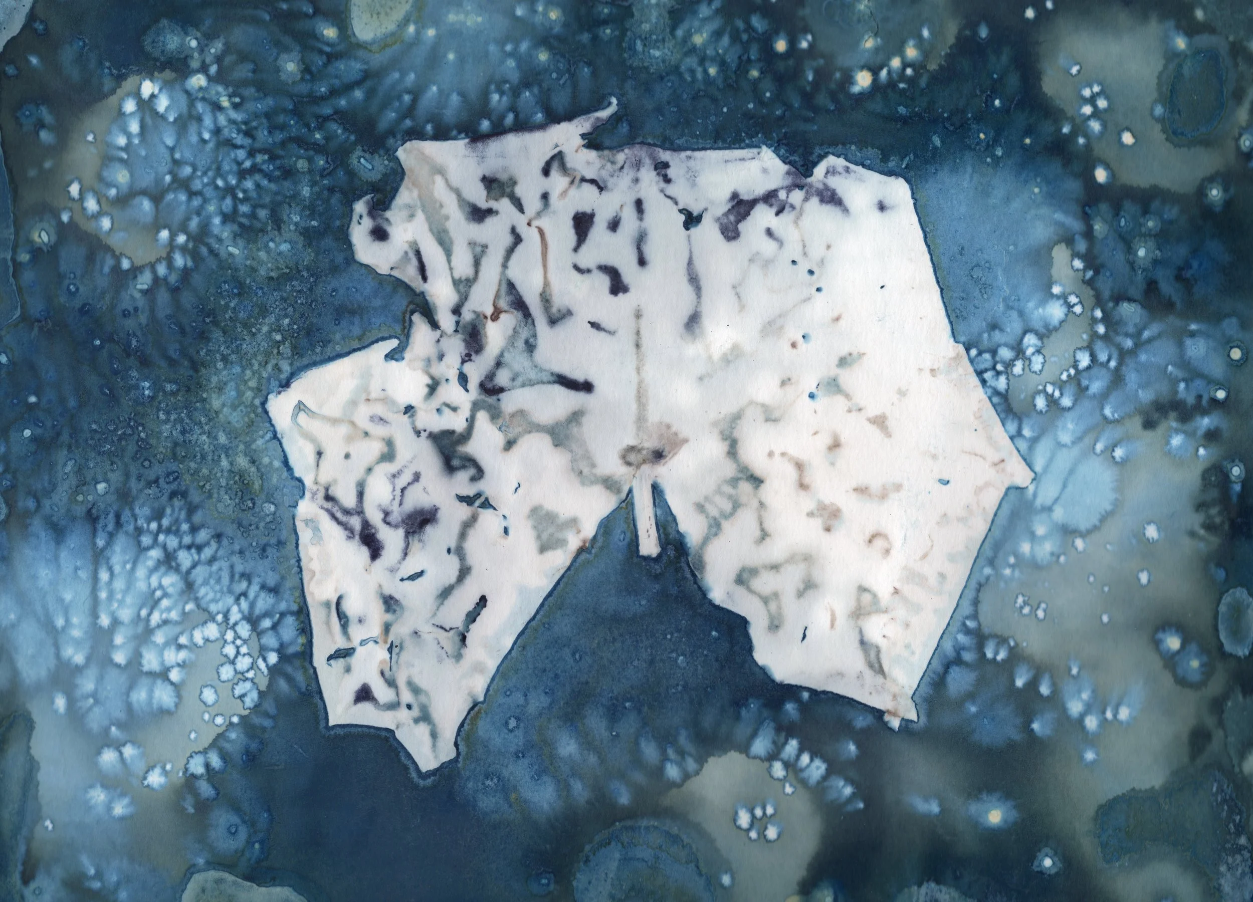 lilypad_reduced.jpeg