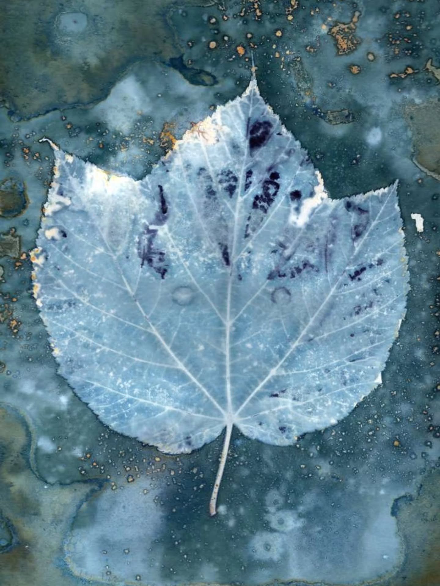 Some works in progress lately 〰️

I've been running around all month &mdash; solstice, sweet summertime, birthdays, nightly kayak trips, and everything in between. Finally had a day to commit to cyanotype, and decided to try a new process: wet cyanot