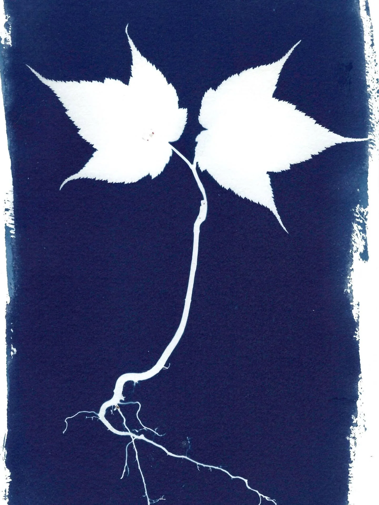Let's talk about cyanotype! Ive been asked quite a lot recently so thought i'd share some info. In addition to fabric printing, I also do a lot of works on paper. 

First: it's pronounced sigh-an-oh-type. Cyan, like the blue-green crayon. It gets its