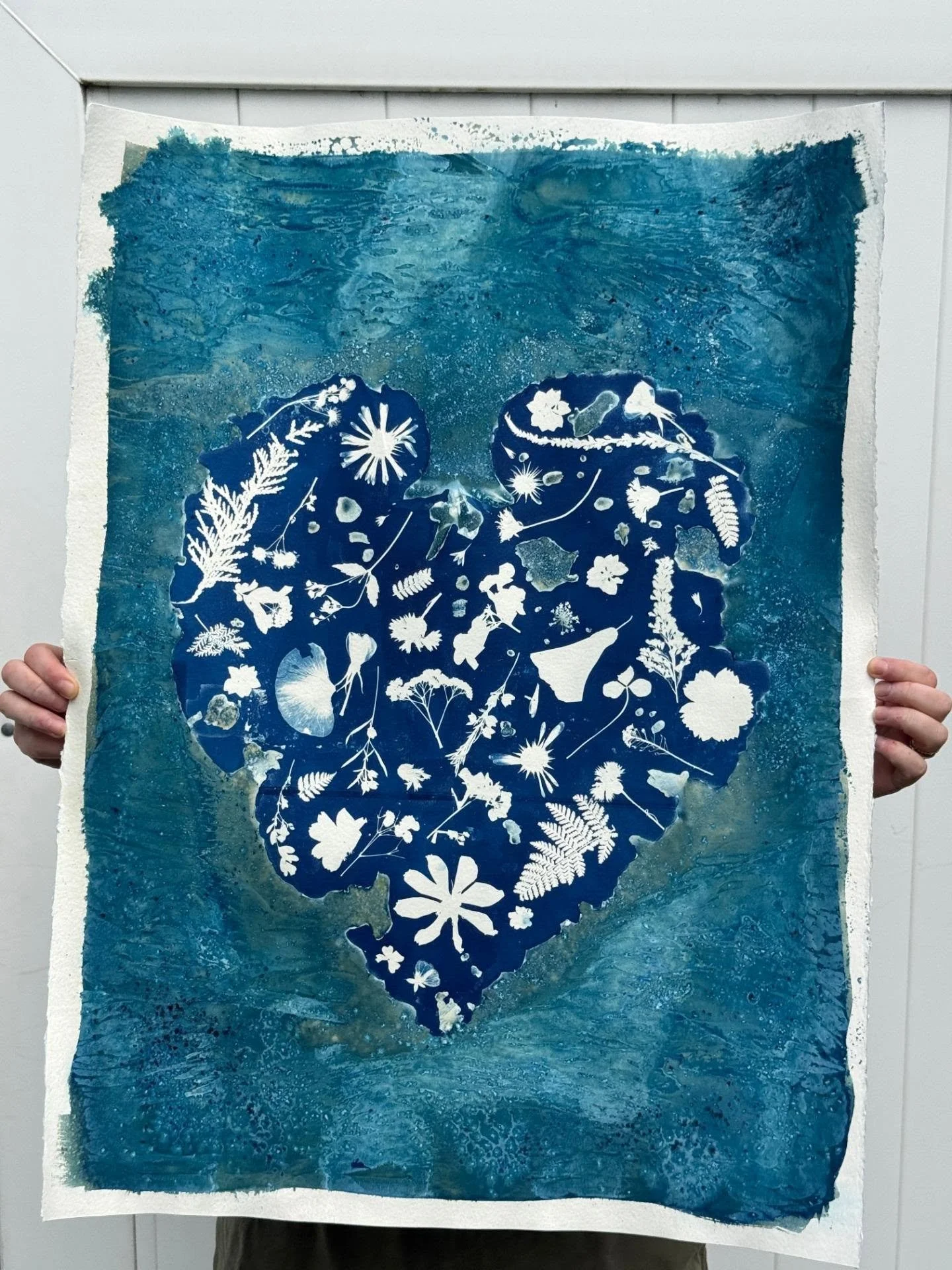 Double exposure cyanotype 🌿

22 &times; 30" on Arches cold-pressed watercolor paper.

This piece started with a large rhubarb leaf from my garden, using the wet cyanotype process to create the textured, watery outer layer. Once it dried, I went