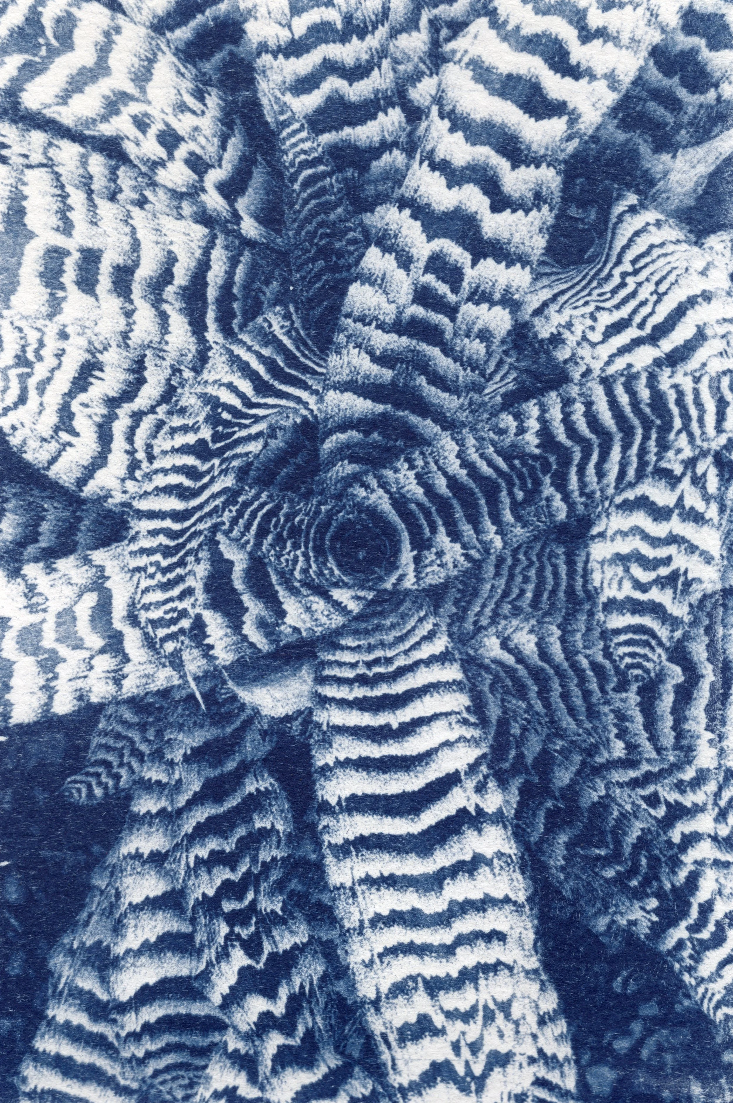 zebraplant.jpg