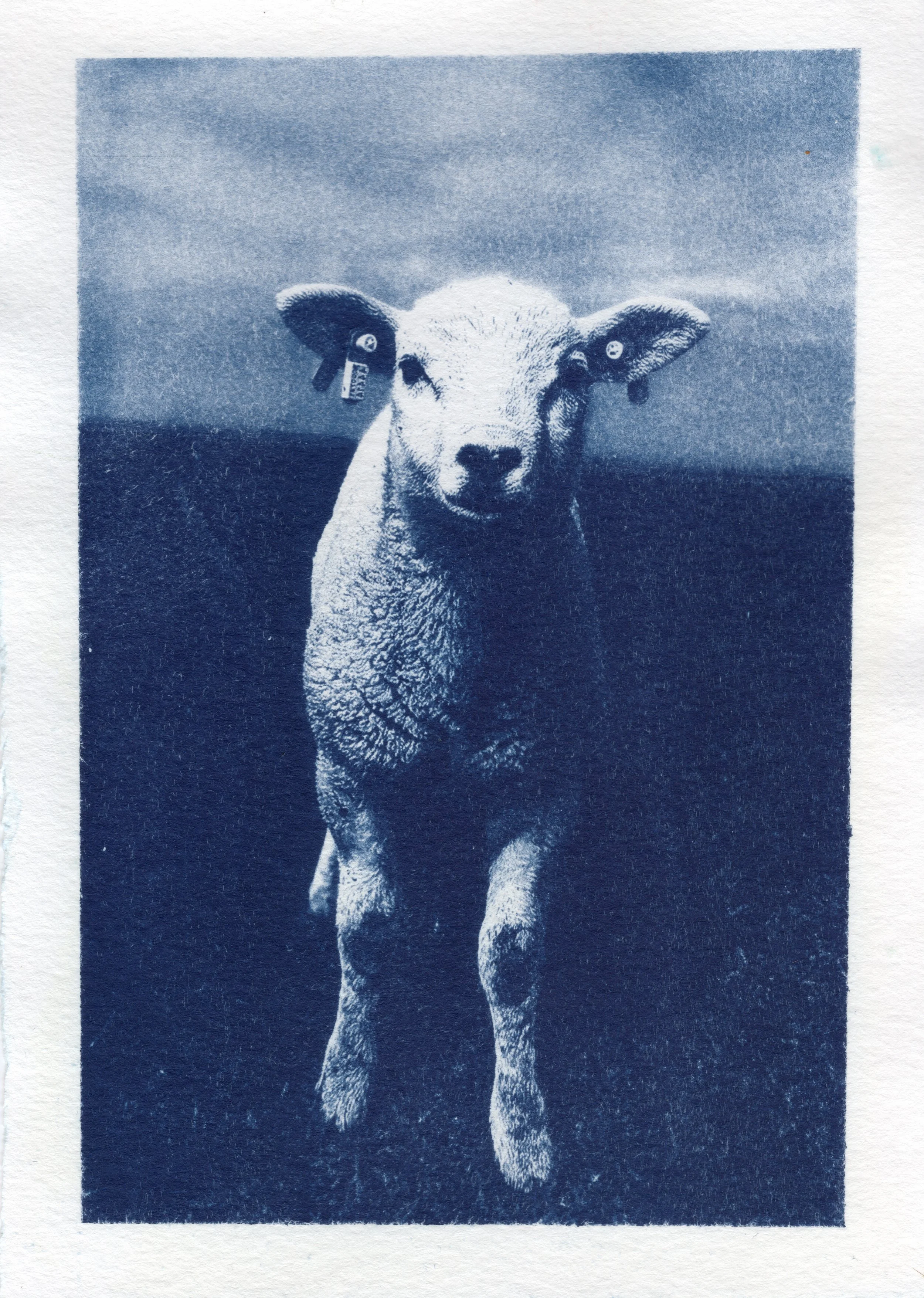 lamb_week2.jpg
