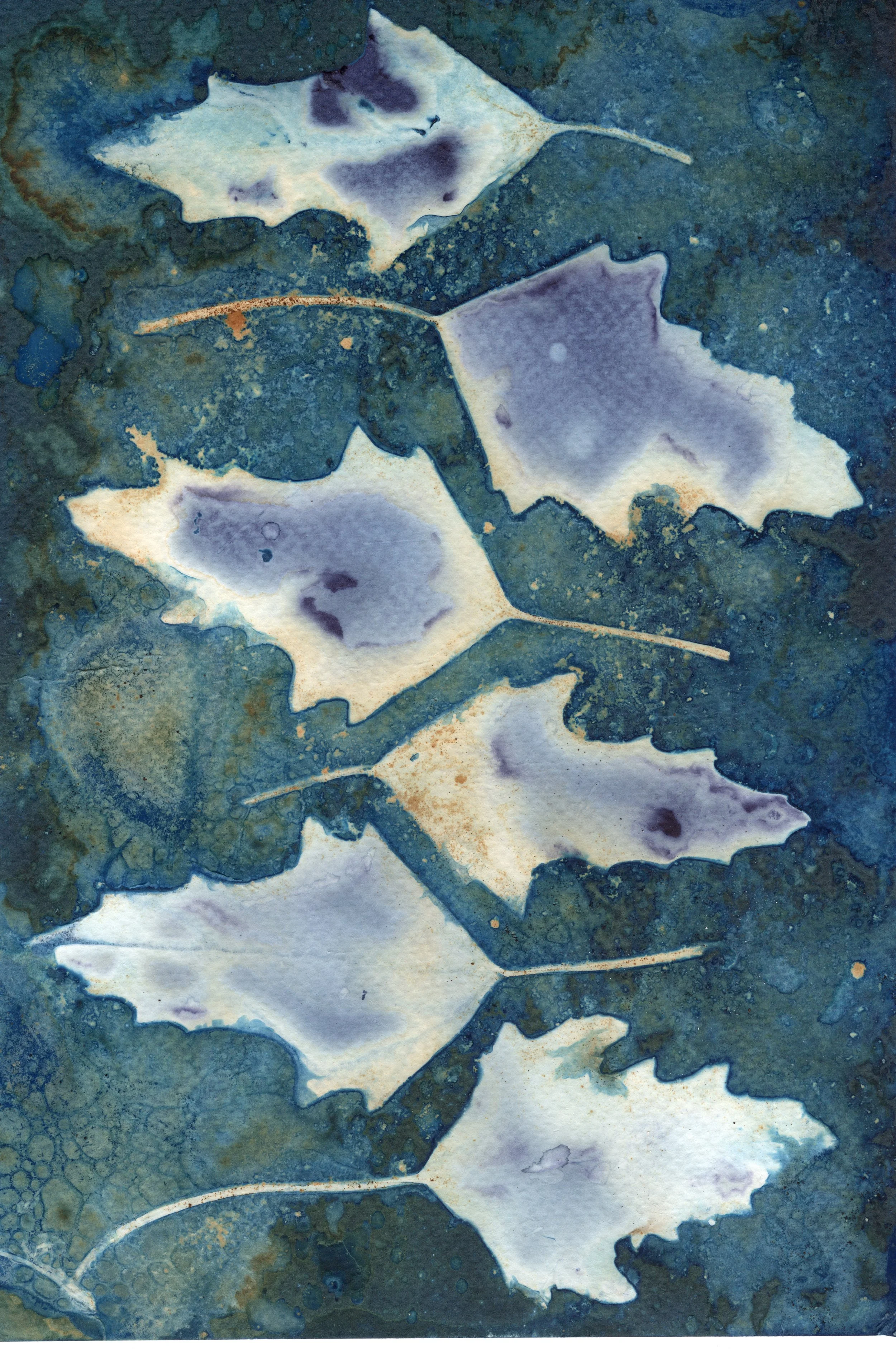 leaves_wet.jpg