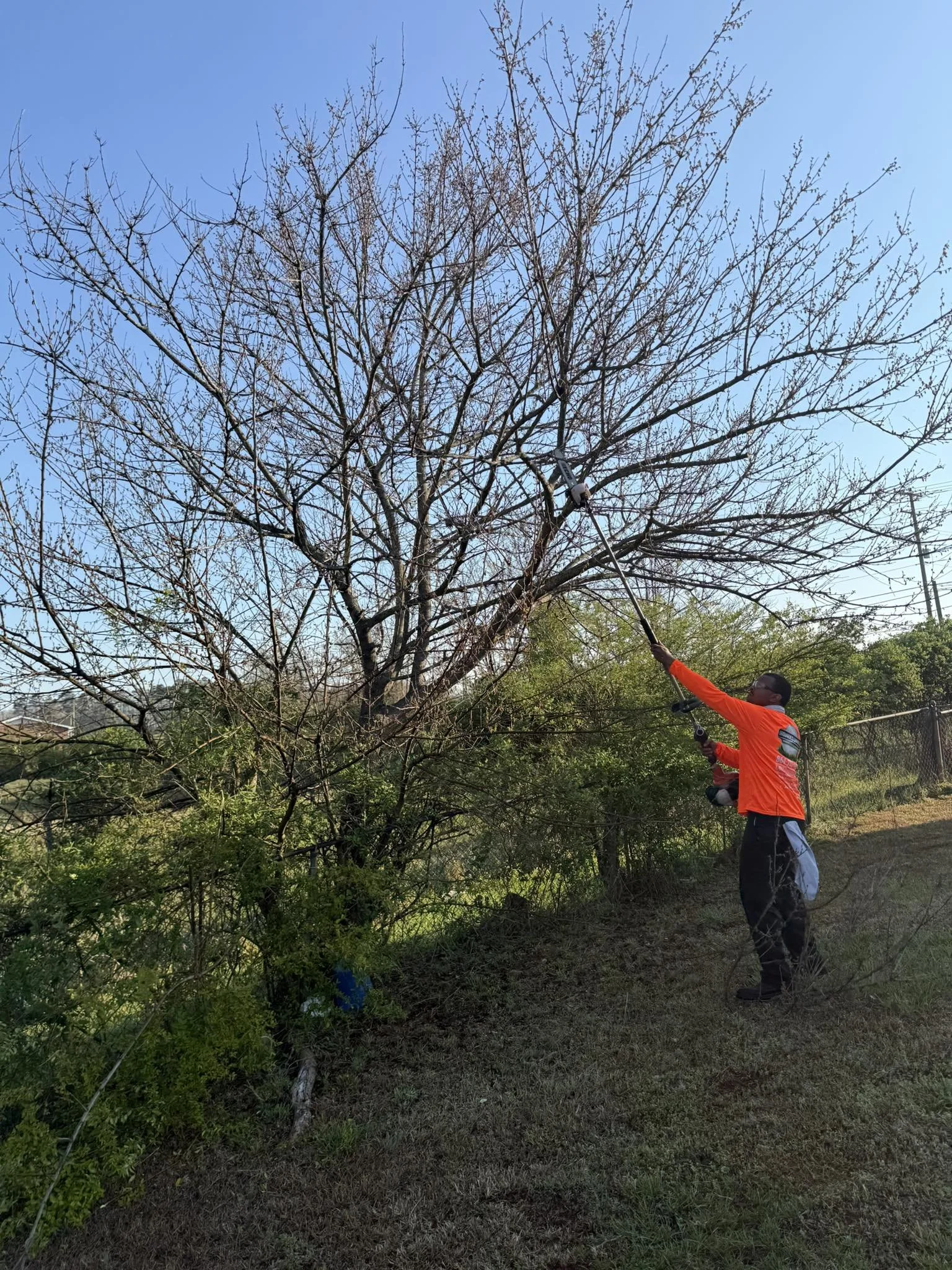 Owner Trimming Trees