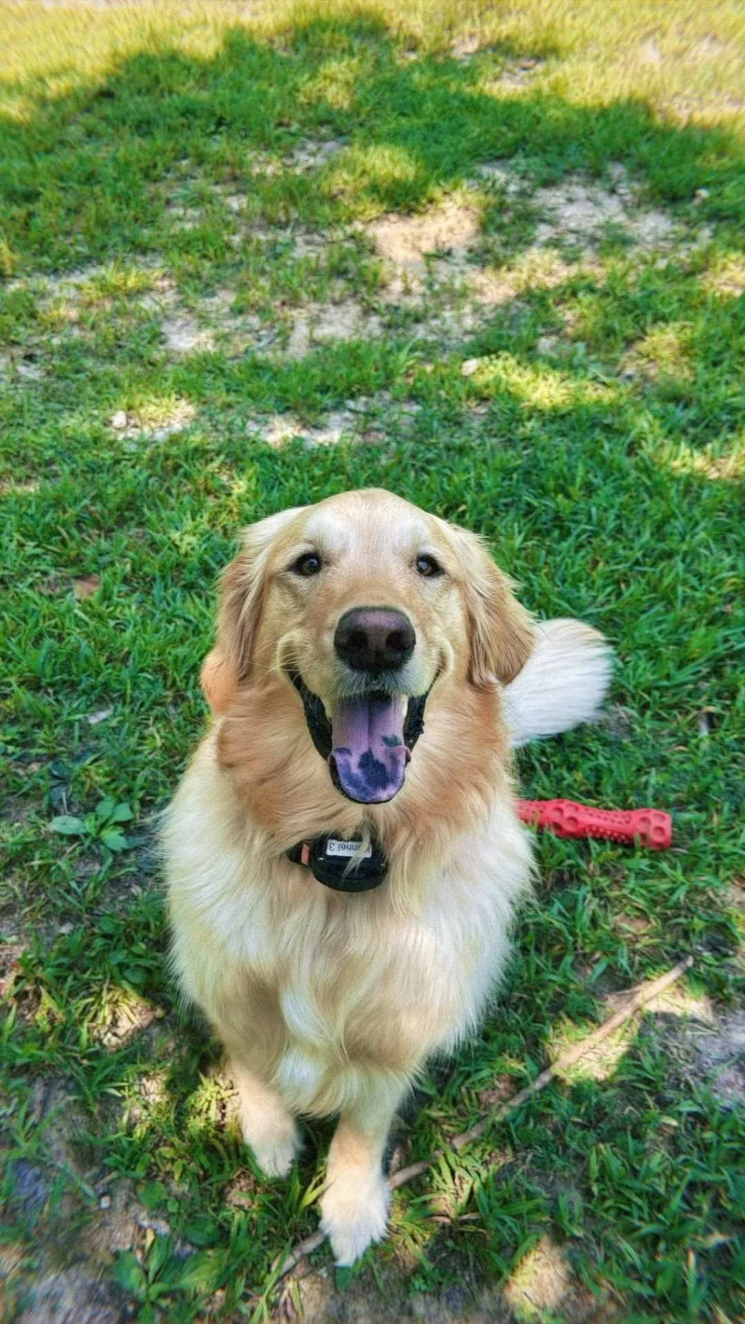 Golden retriever dog sitting on grass, smiling with mouth open, red chew toy on ground nearby, shadow and sunlight on grass.