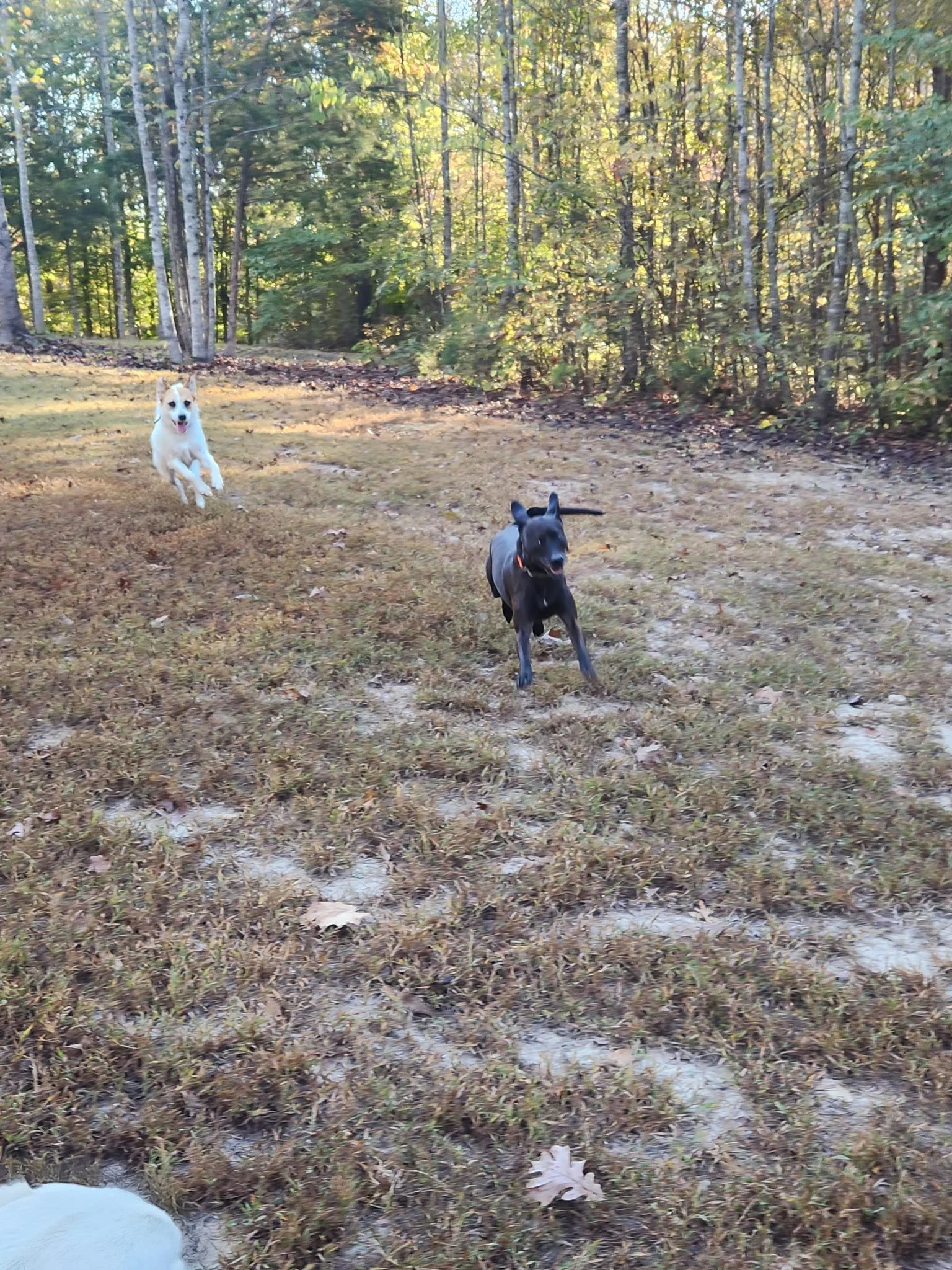 20261024_083245.jpeg