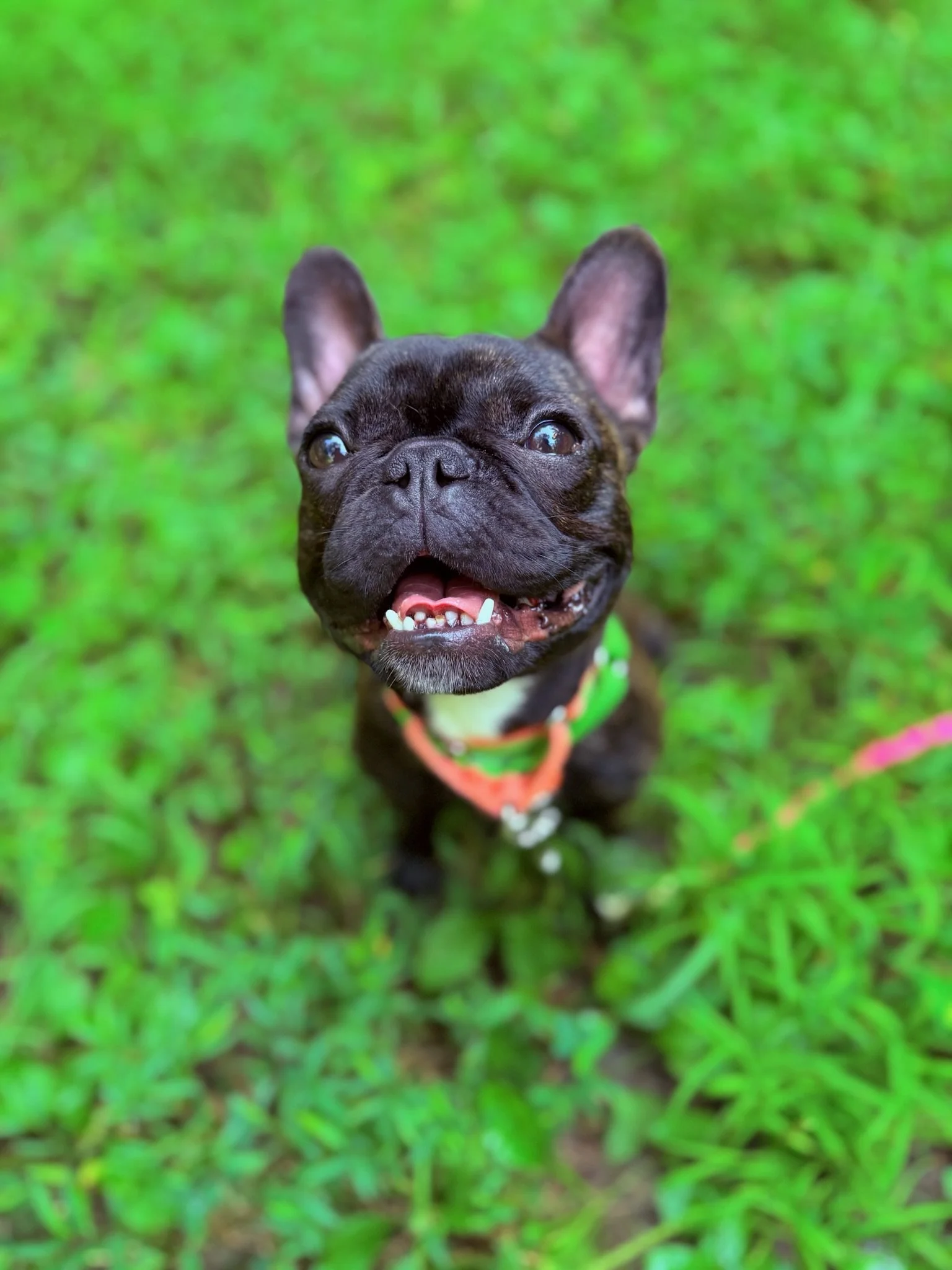 A happy black French Bulldog puppy with a white chest and a green leash, standing on green grass.