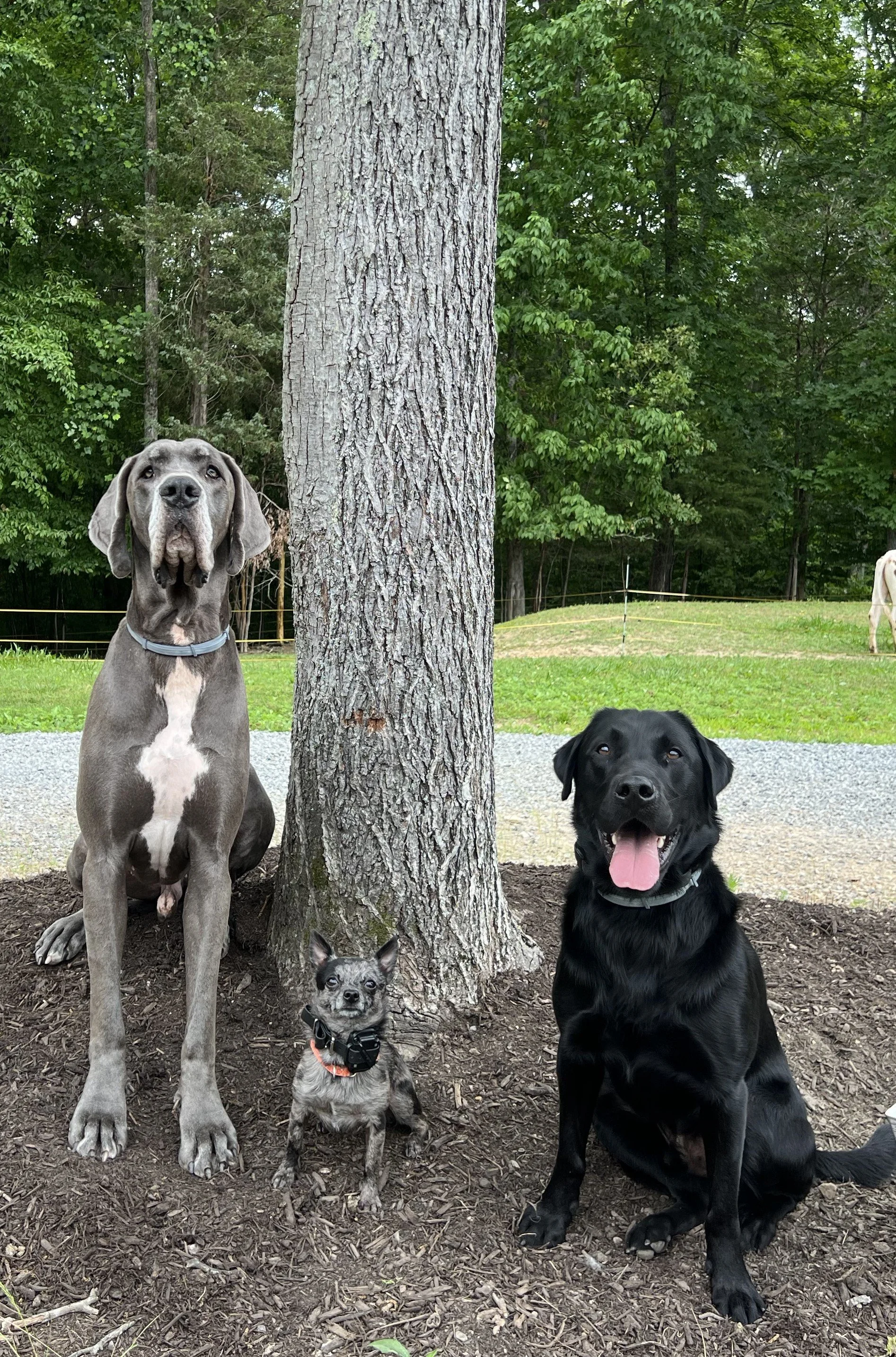 Four dogs of different sizes and breeds sitting and lying in a park with green trees and grass in the background. The largest dog is a Great Dane, sitting on the left. Next to it is a small dog, possibly a Chihuahua, sitting in front of the tree. On the right, a black Labrador Retriever sits with its tongue out, and a small portion of a white dog can be seen in the background on the right side.
