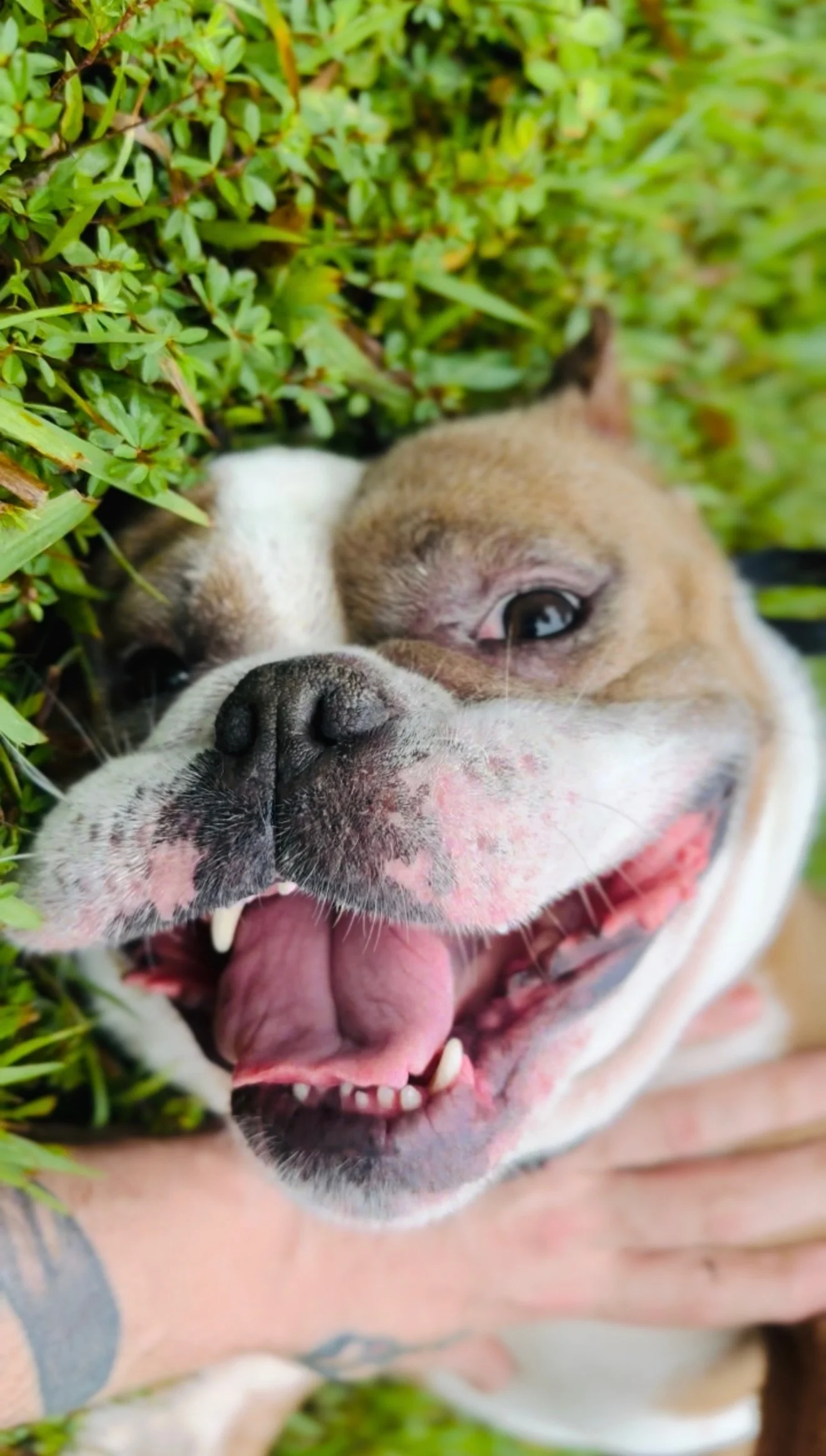 A happy bulldog puppy with its tongue out, lying amidst green bushes, being held by a person with a tattoo on the arm.