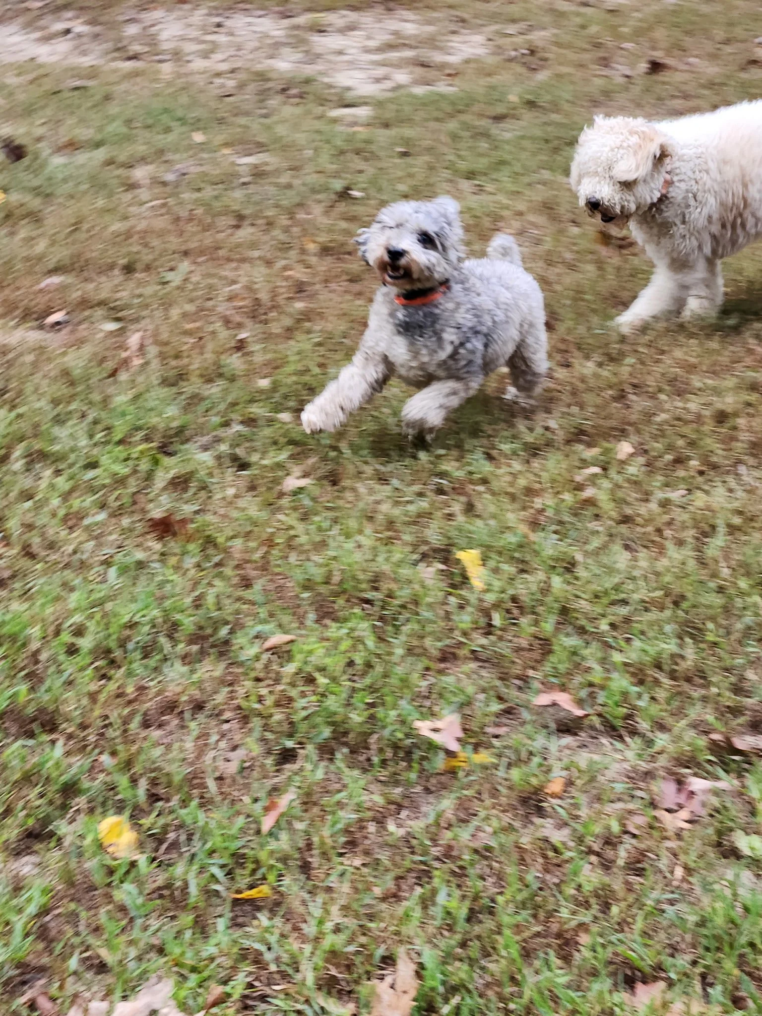 20261017_091230.jpeg