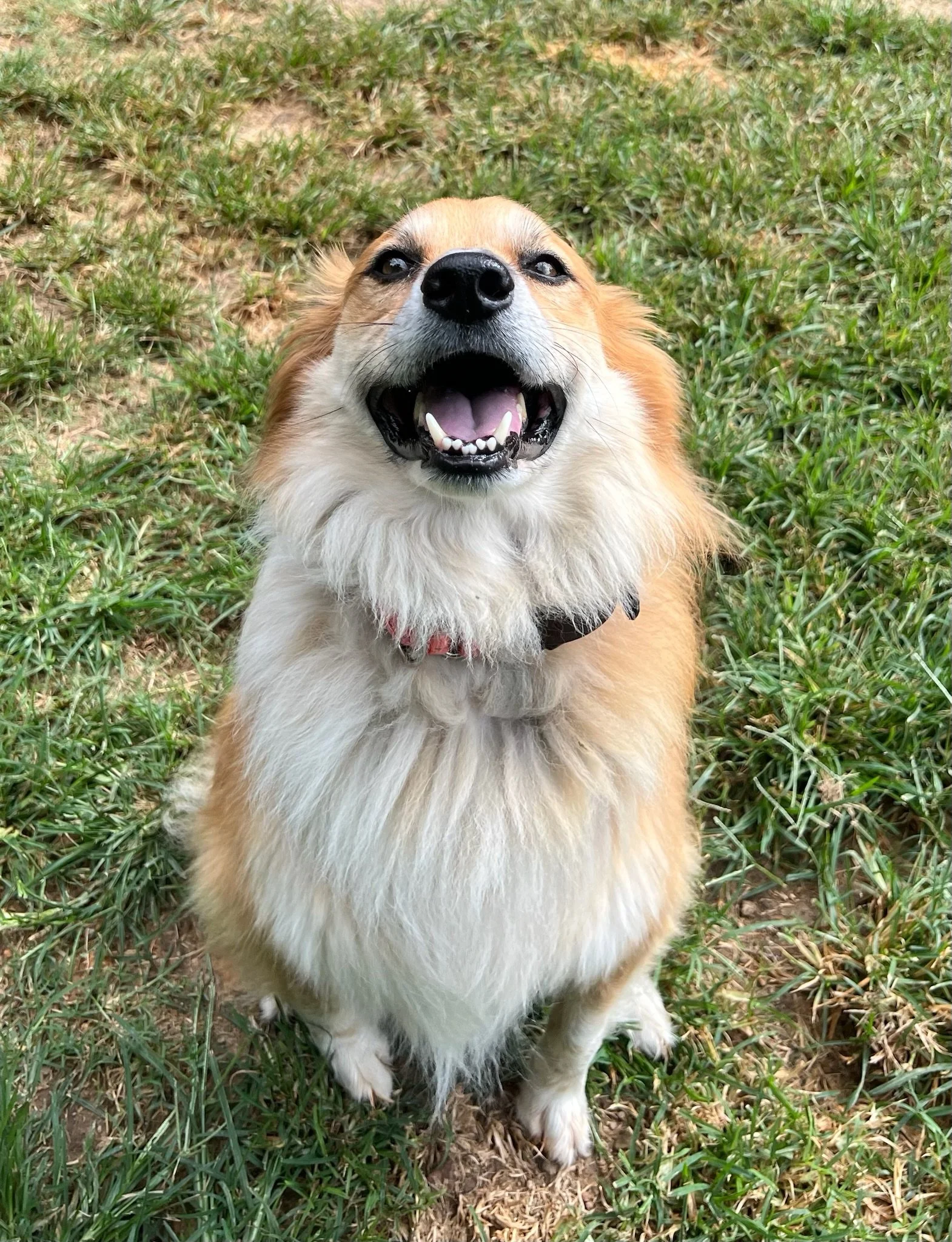 A happy dog with a fluffy brown and white coat sitting on grass and looking upward.