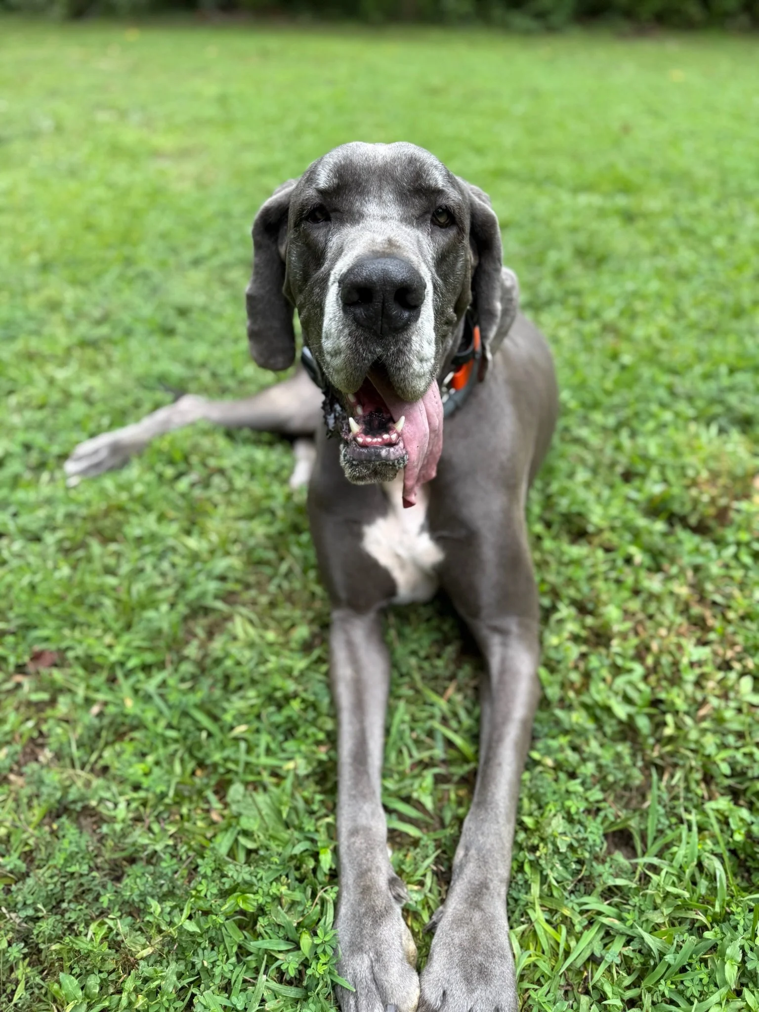 A gray Great Dane dog lying on grass with its tongue out and one eye winking.