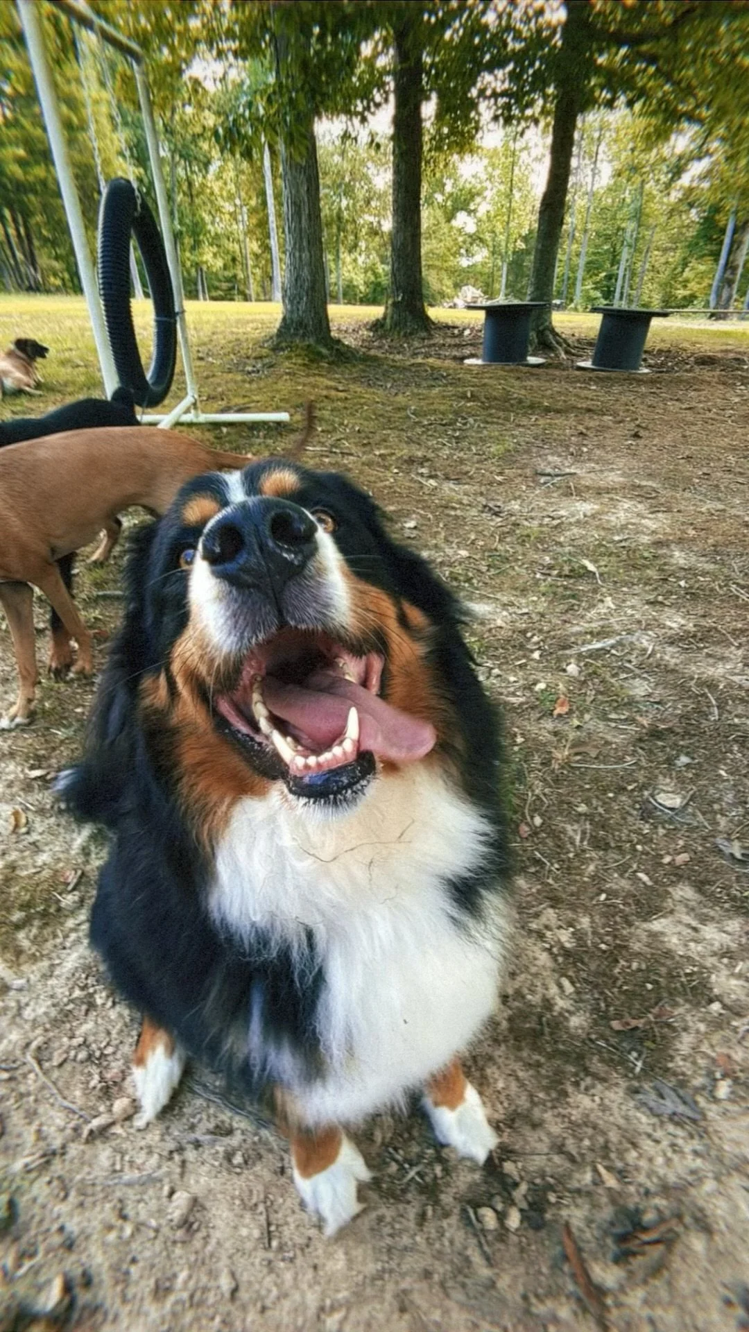 Happy tricolor Australian Shepherd dog with open mouth, tongue out, outdoors in a wooded area with other dogs and trees in the background.