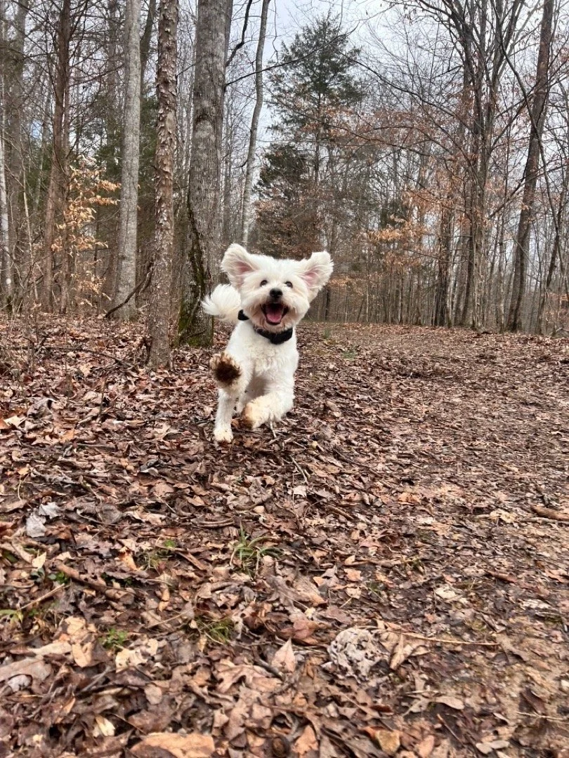 A happy white dog running towards the camera in a wooded area with dry leaves on the ground and bare trees in the background.