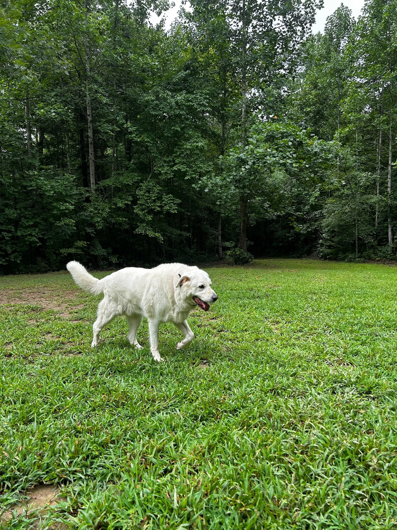 IMG_8650.jpeg