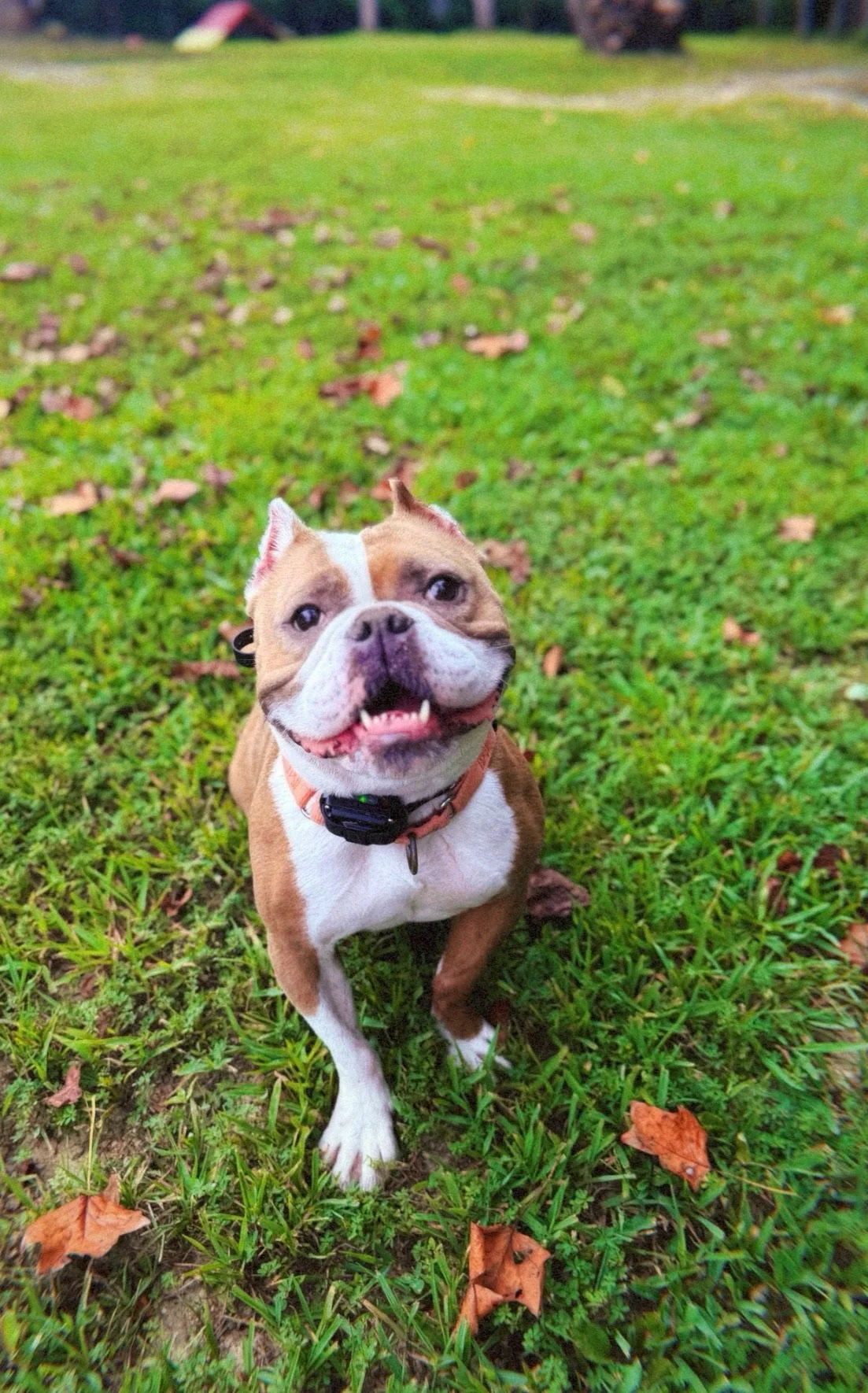 A happy, smiling bulldog sitting on green grass with fallen leaves in a park.