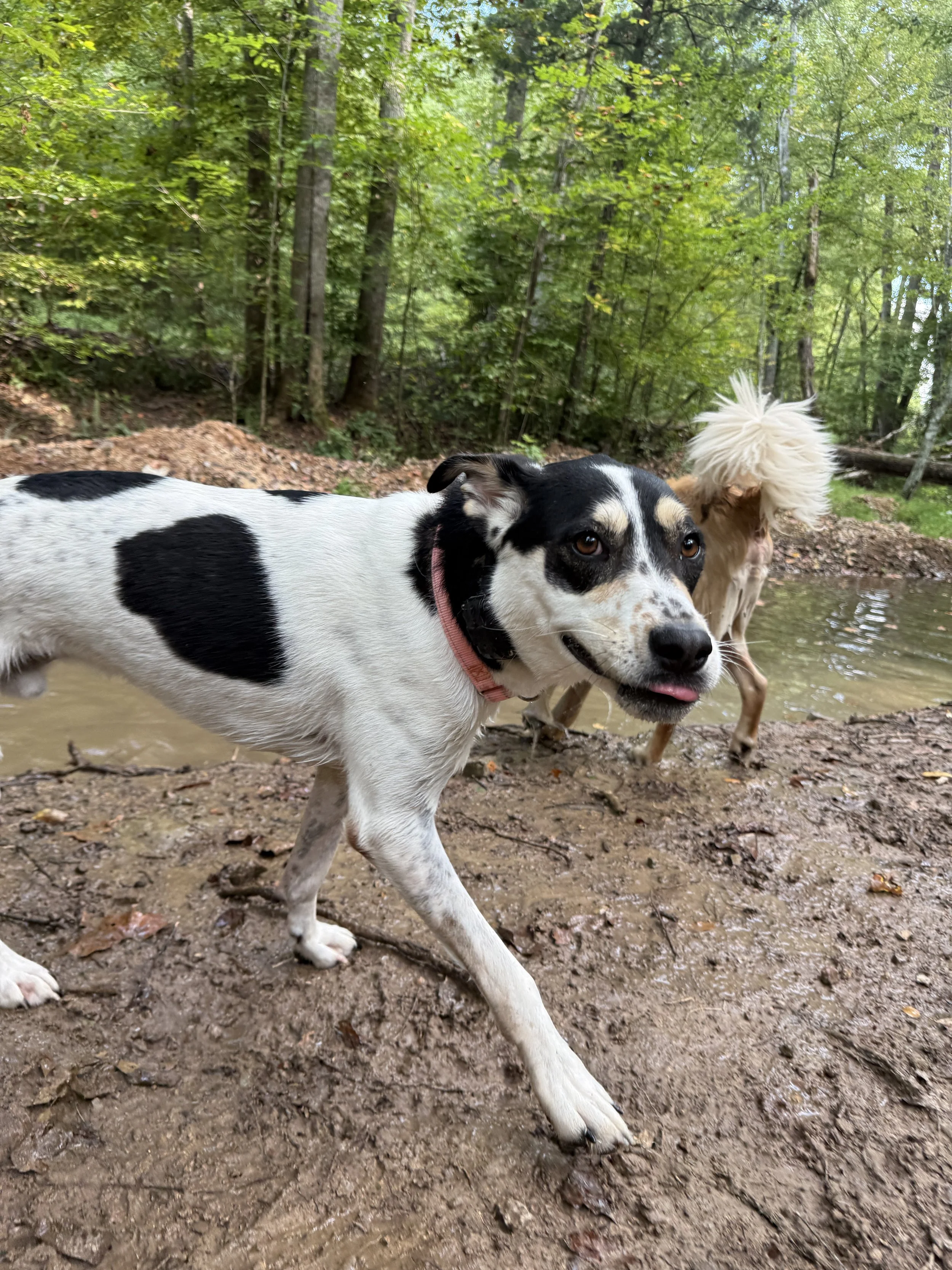 IMG_3342.jpeg