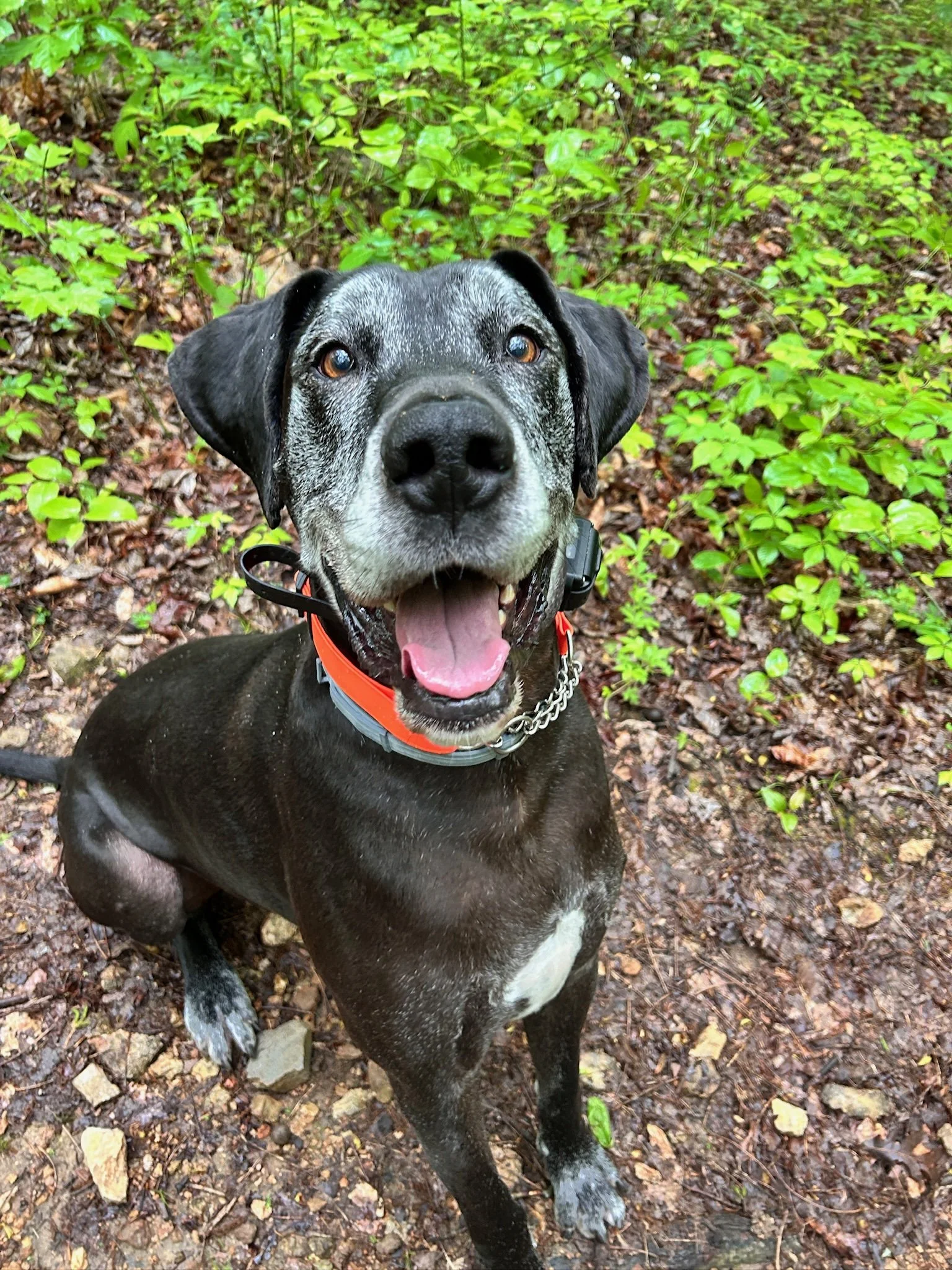 A black and white dog with a speckled face, sticking out its tongue, sitting on a muddy trail surrounded by green plants and leaves.