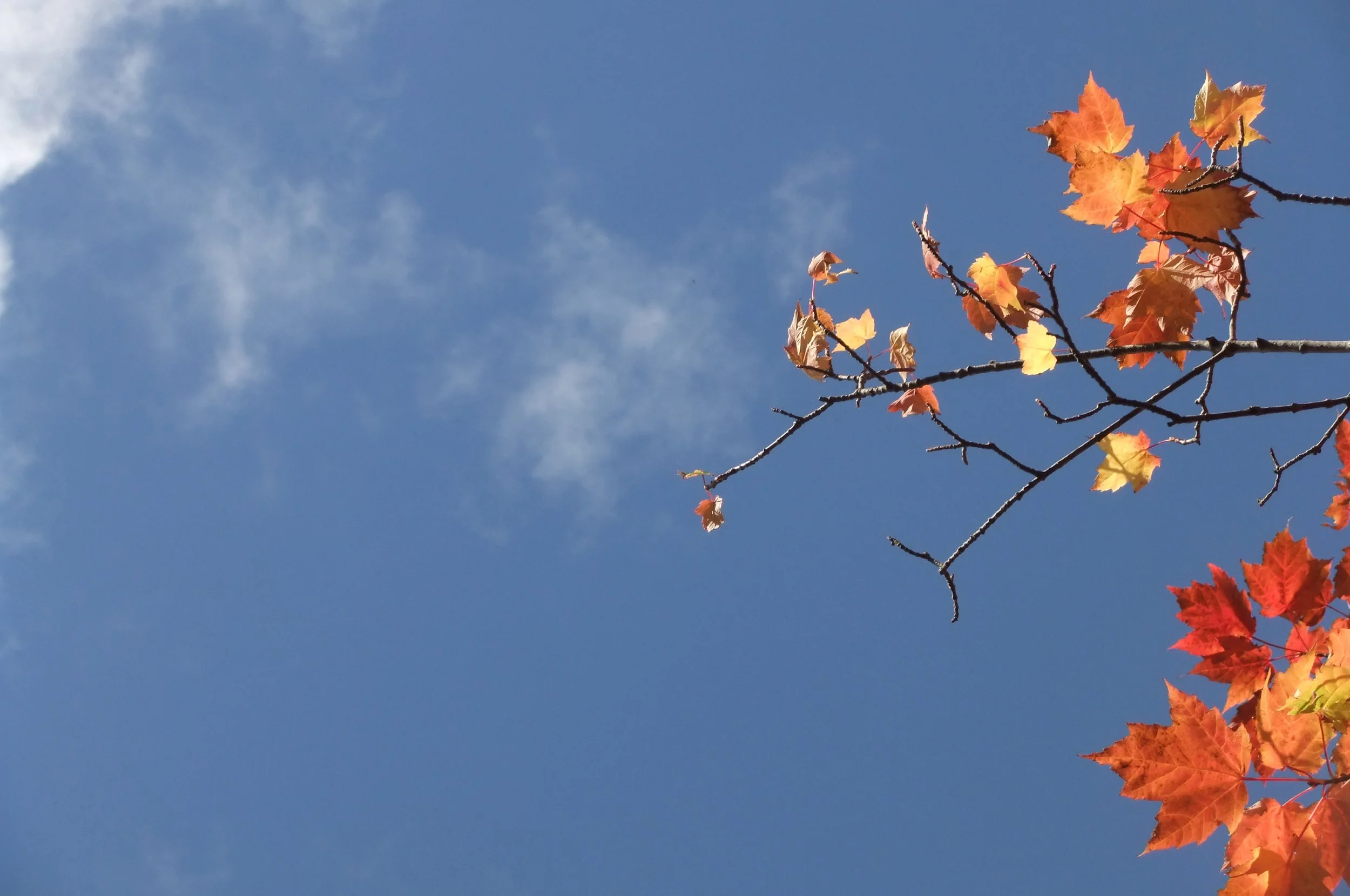 Why You Can't Fight Fear: Unpacking J. Krishnamurti’s On Fear