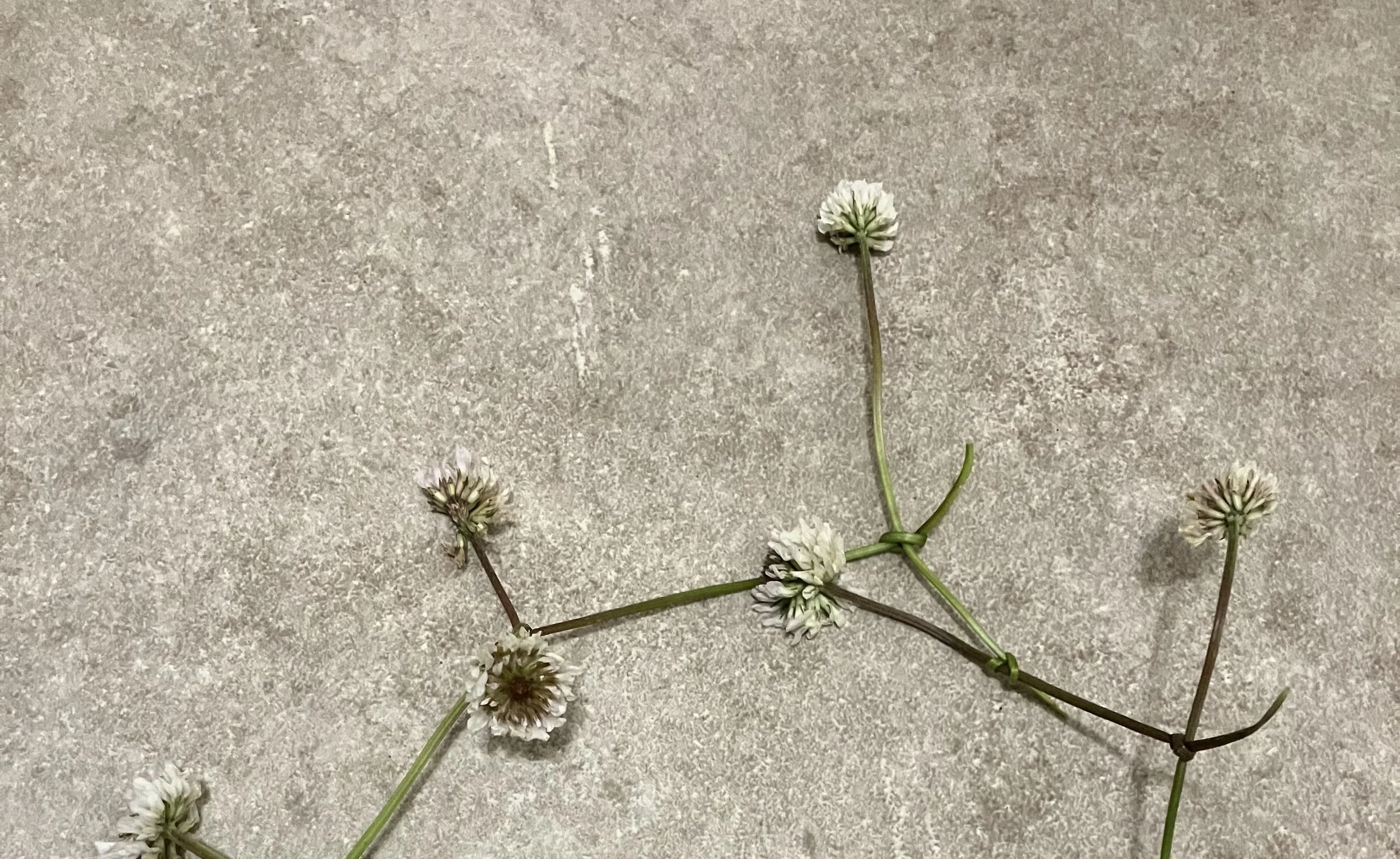 IMG_0589.jpeg