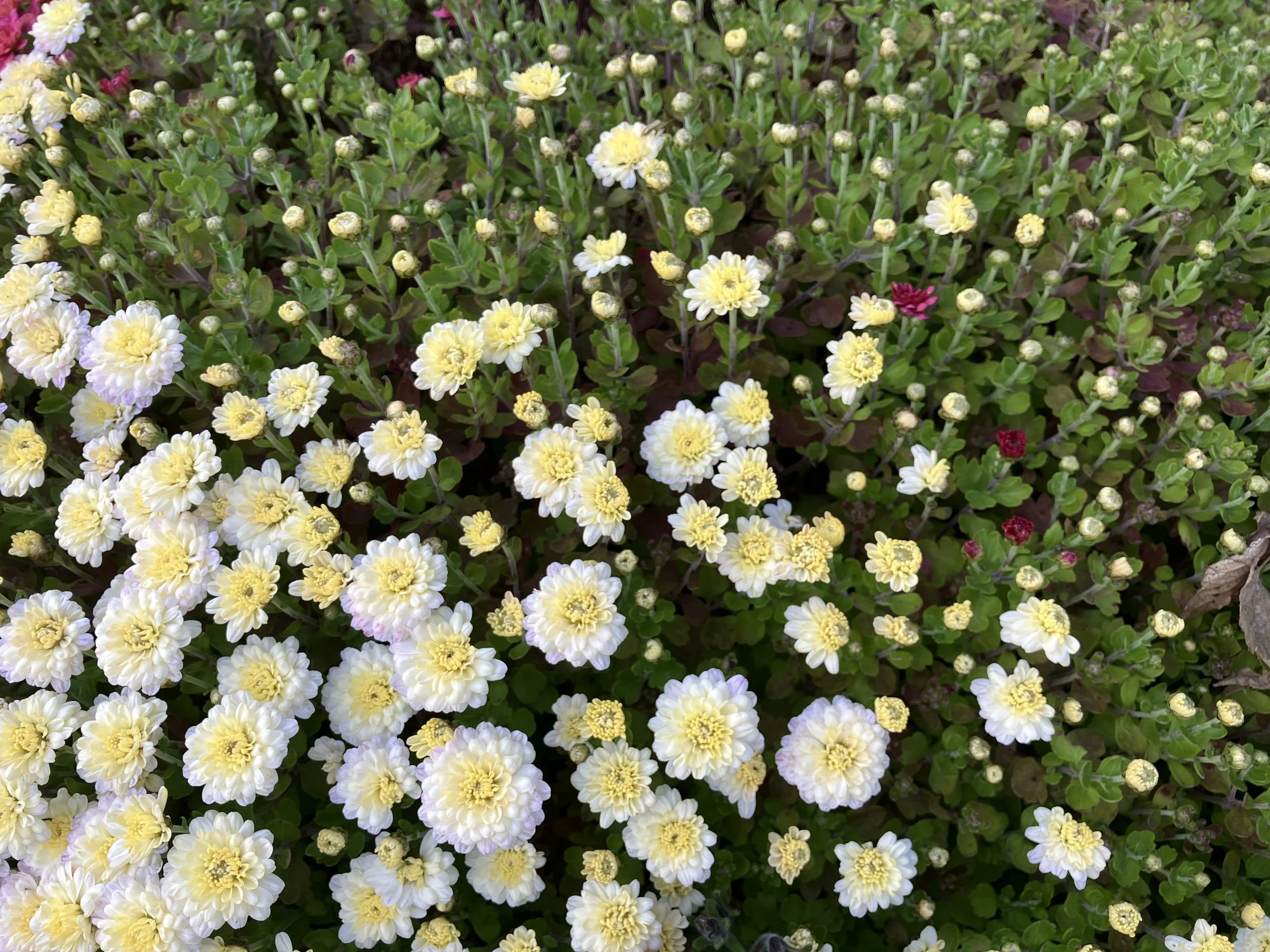 IMG_8476.jpeg
