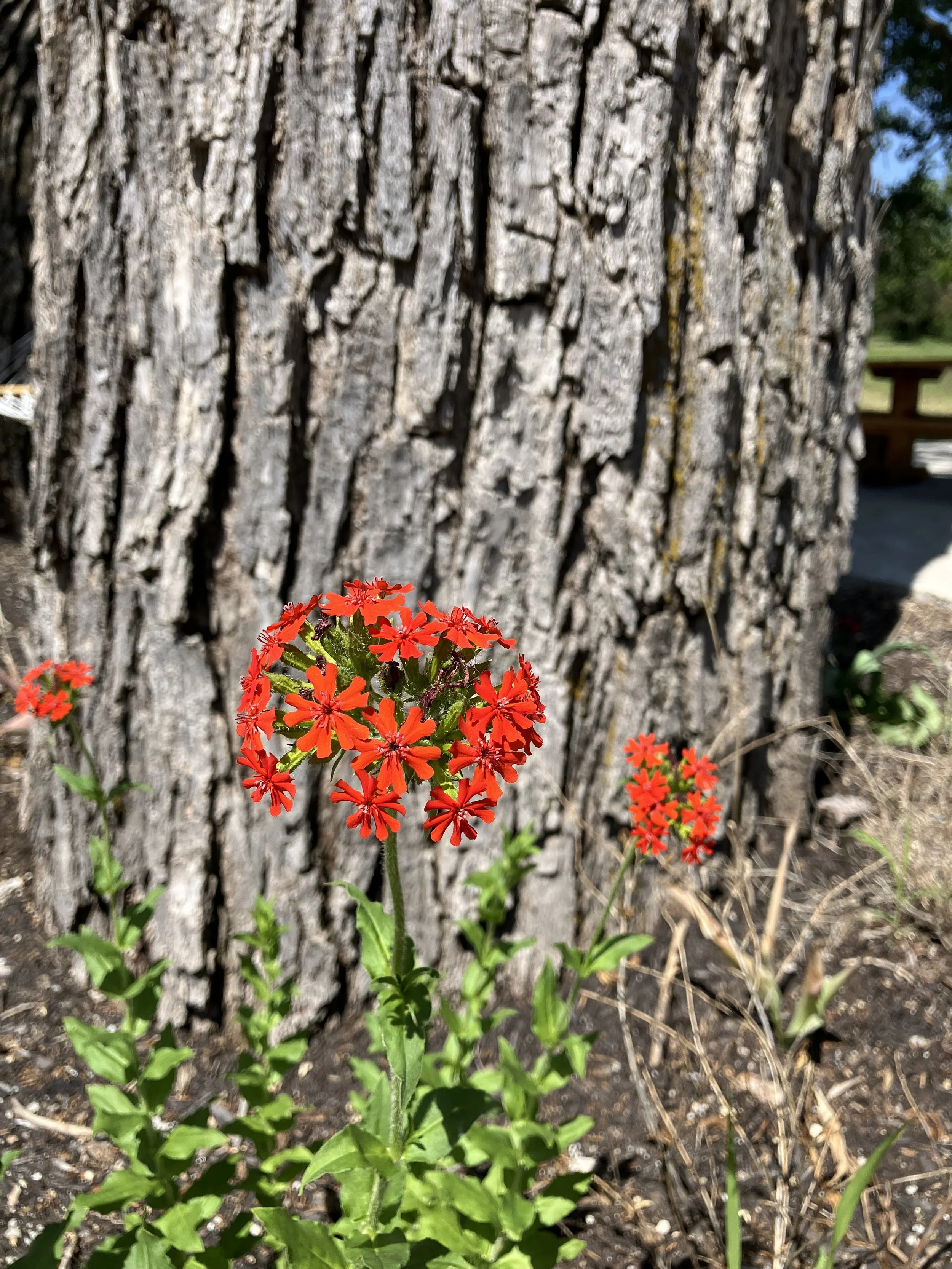 IMG_1507.jpeg