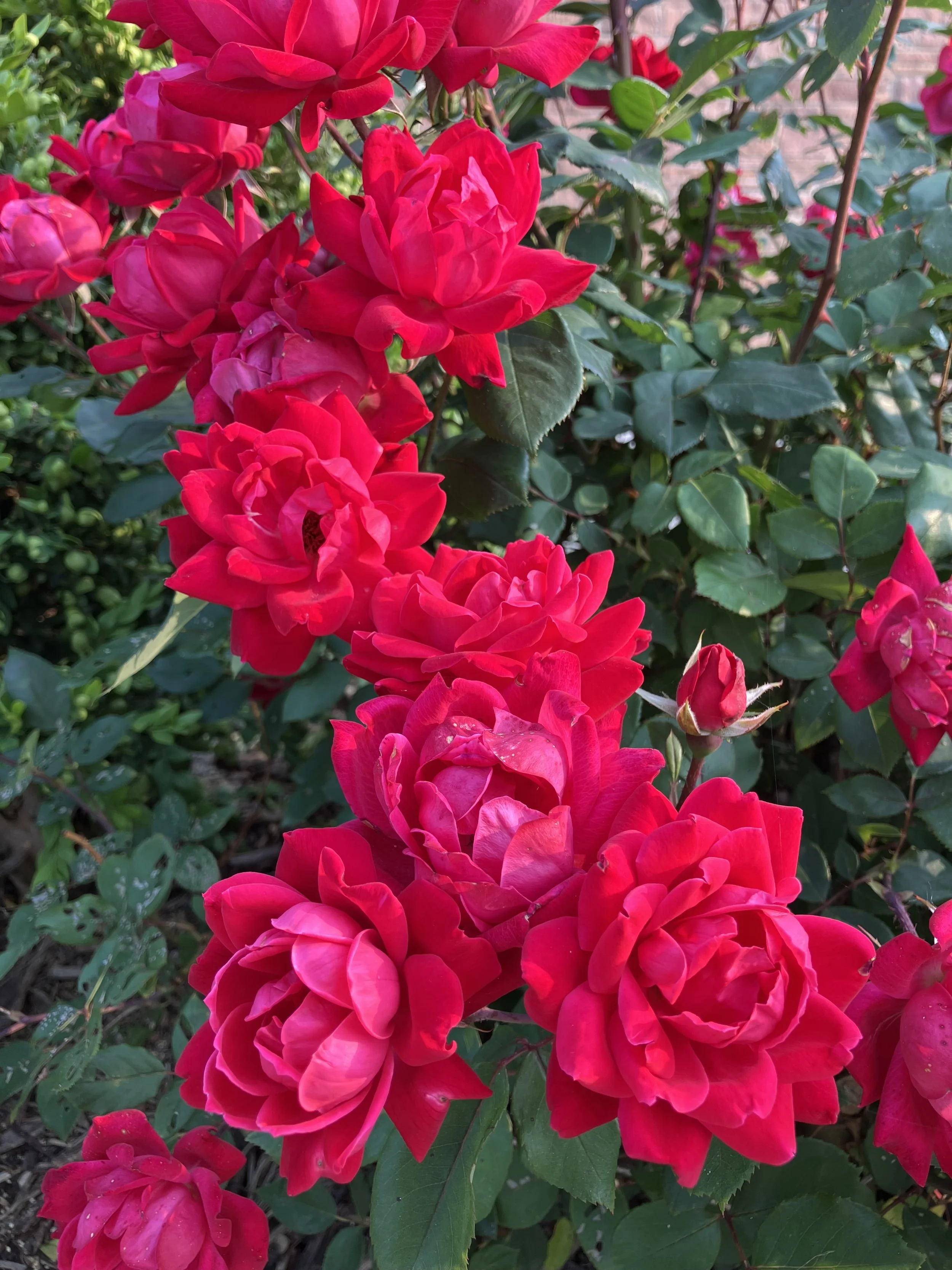 IMG_4853.jpeg