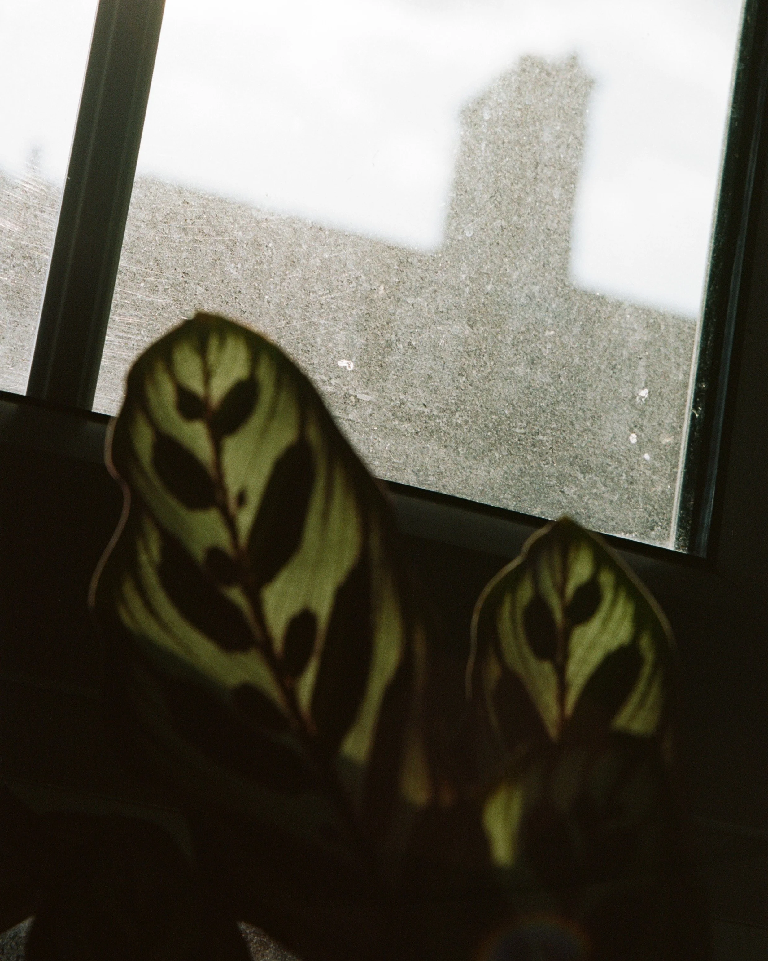 Website_creature comfort 18.jpg