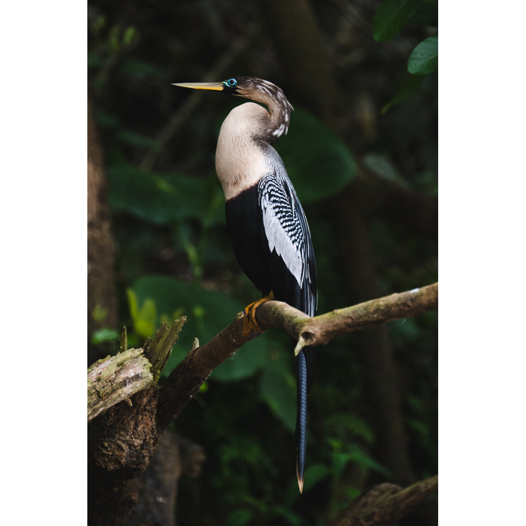 Anhinga
