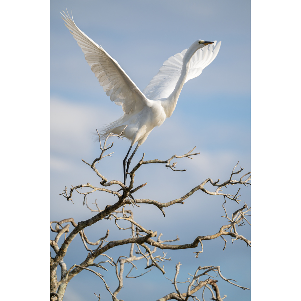 Great Egret