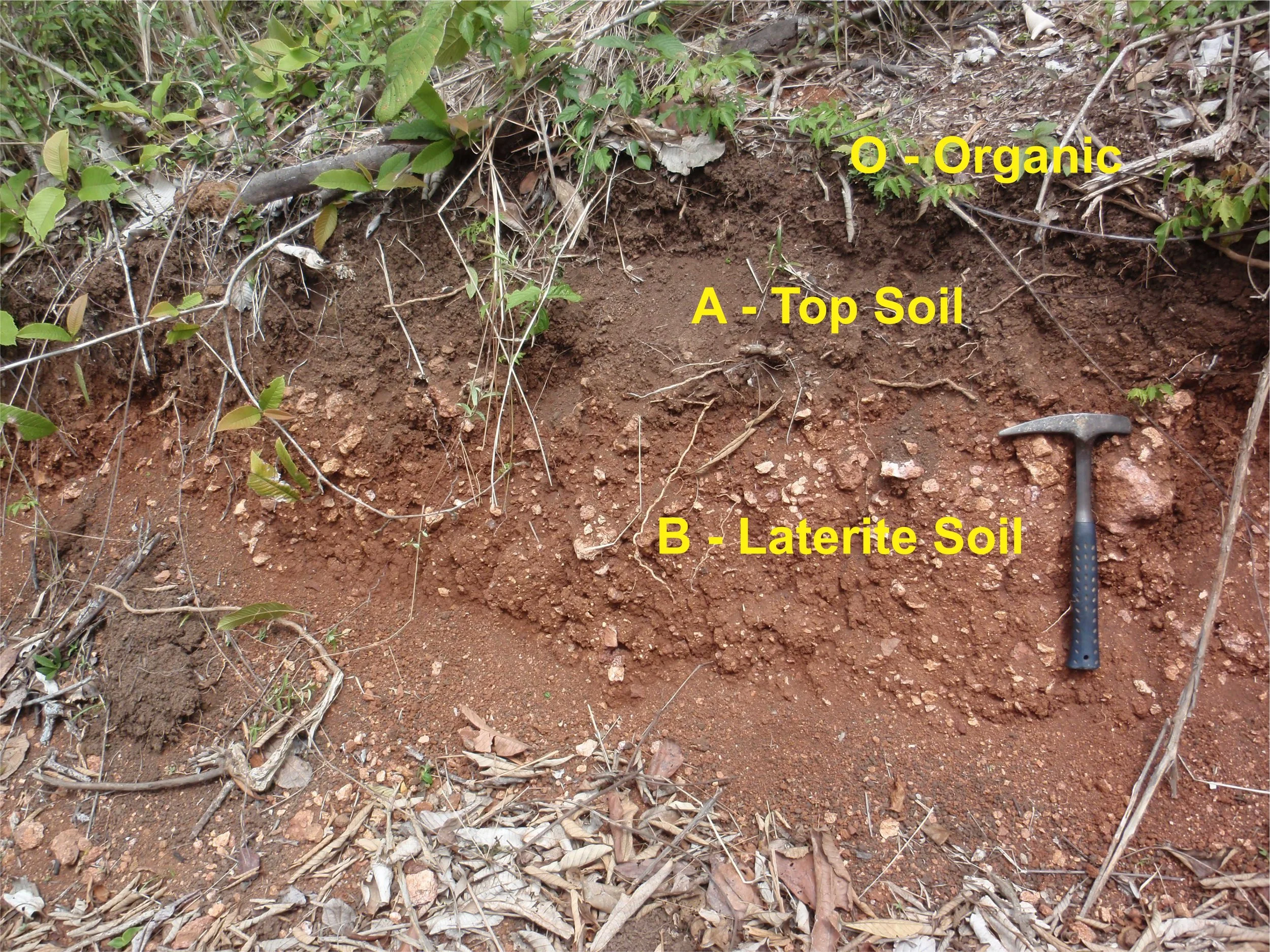Tropical laterite regolith profile. Cross-section of upper laterite regolith. top O soil contains vegetation. A top soil is dark brown and contains white plant rootlets. Beneath A is the laterite B soil, red, clay rich, massive or gravelly.