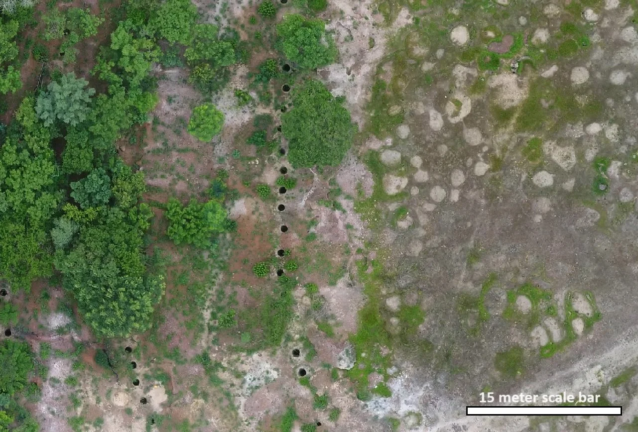 Aerial view of a cleared area with tree planting activity, showing small holes in the ground for saplings, a cluster of trees on the left, and a scale bar indicating 15 meters.