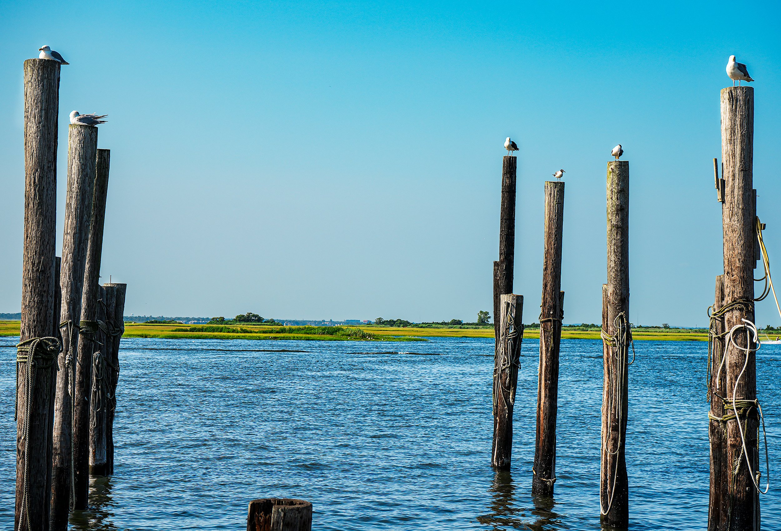 Seagulls perched atop some docking logs with ropes on the logs with the Fire Island inlet surrounding them and some salt marsh and trees in the background