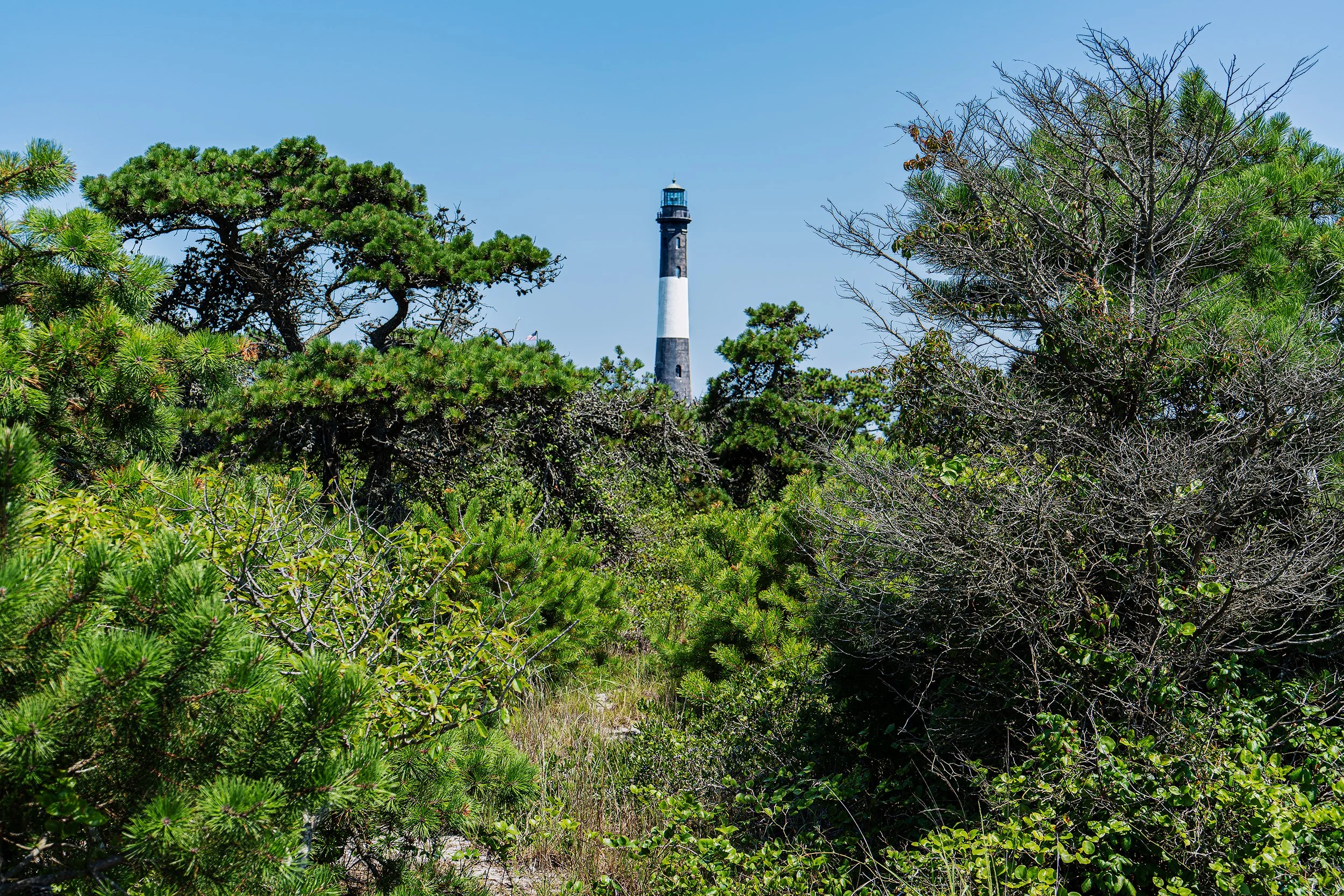 Fire Island lighthouse in the background with some greenery in the midground and foreground