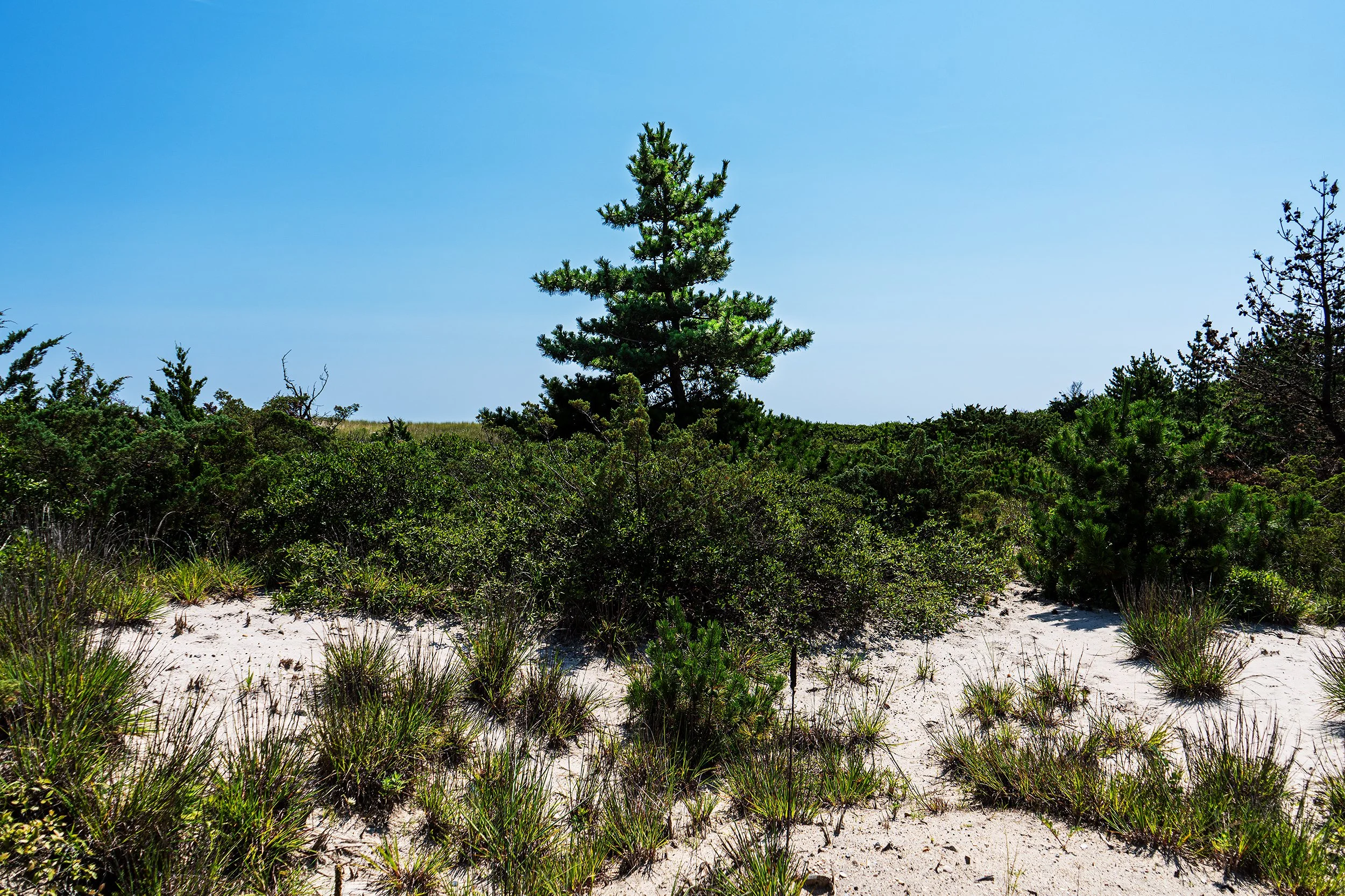 A green pine at the center of some beach greenery rising above the other greenery with sand and small plants in the foreground and a blue sky in the background.