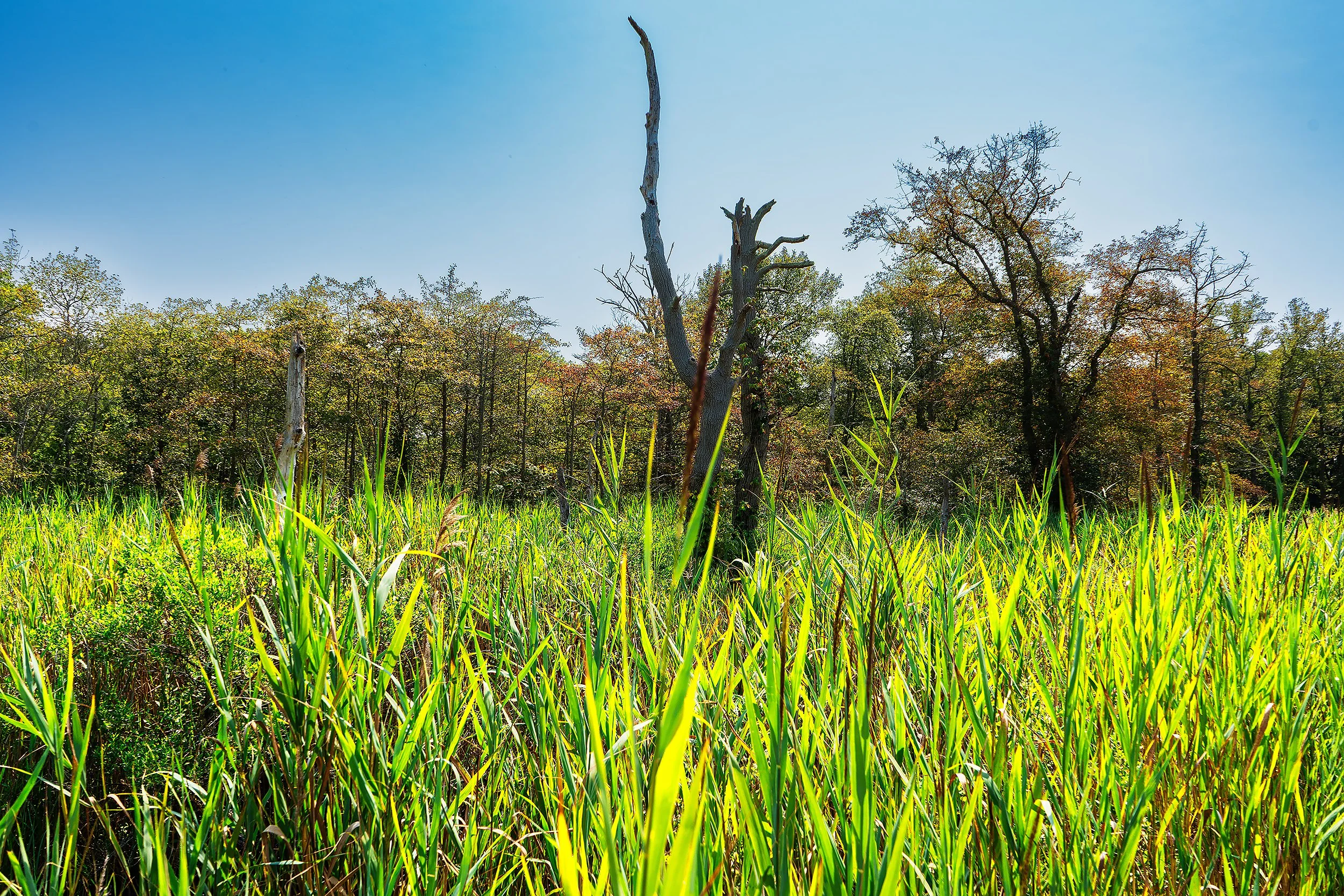 Lone tree sticking out of the surrounding reeds with trees and the sky in the background