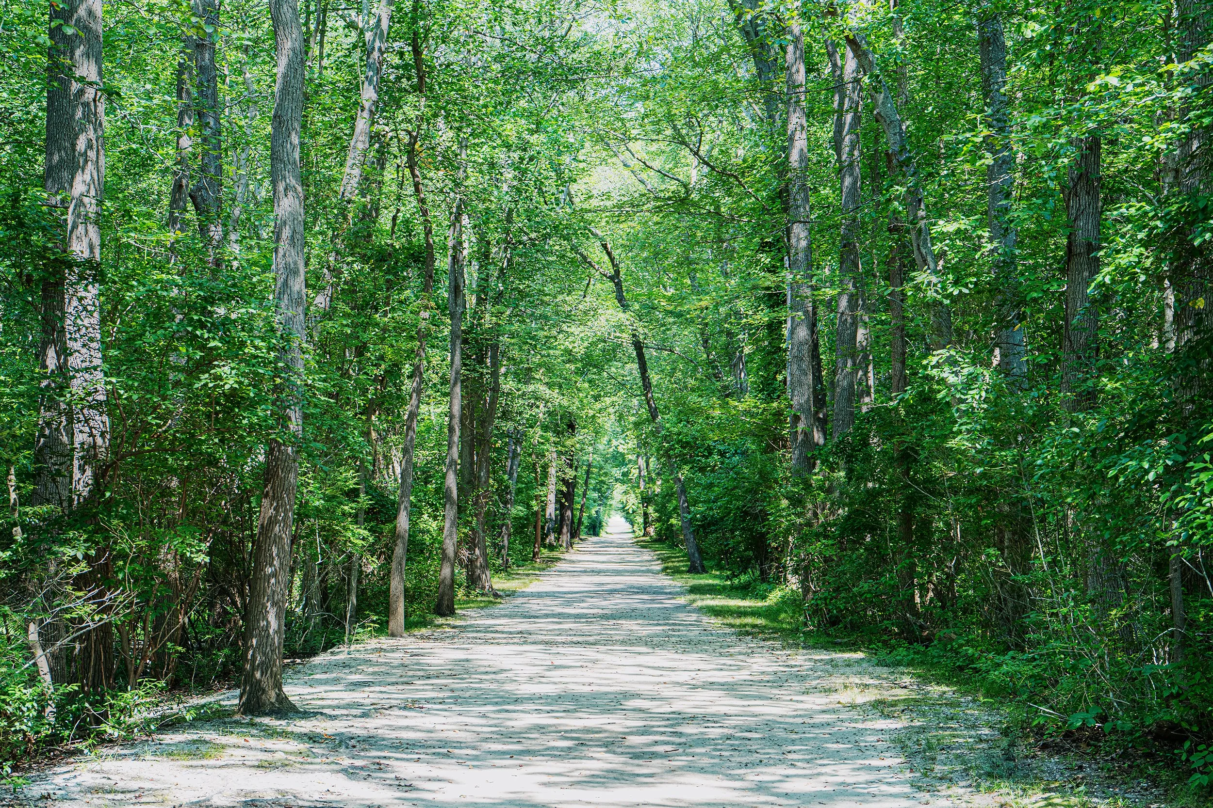 A dirt path of a park leading through some trees full of leaves on the left and right side of the path