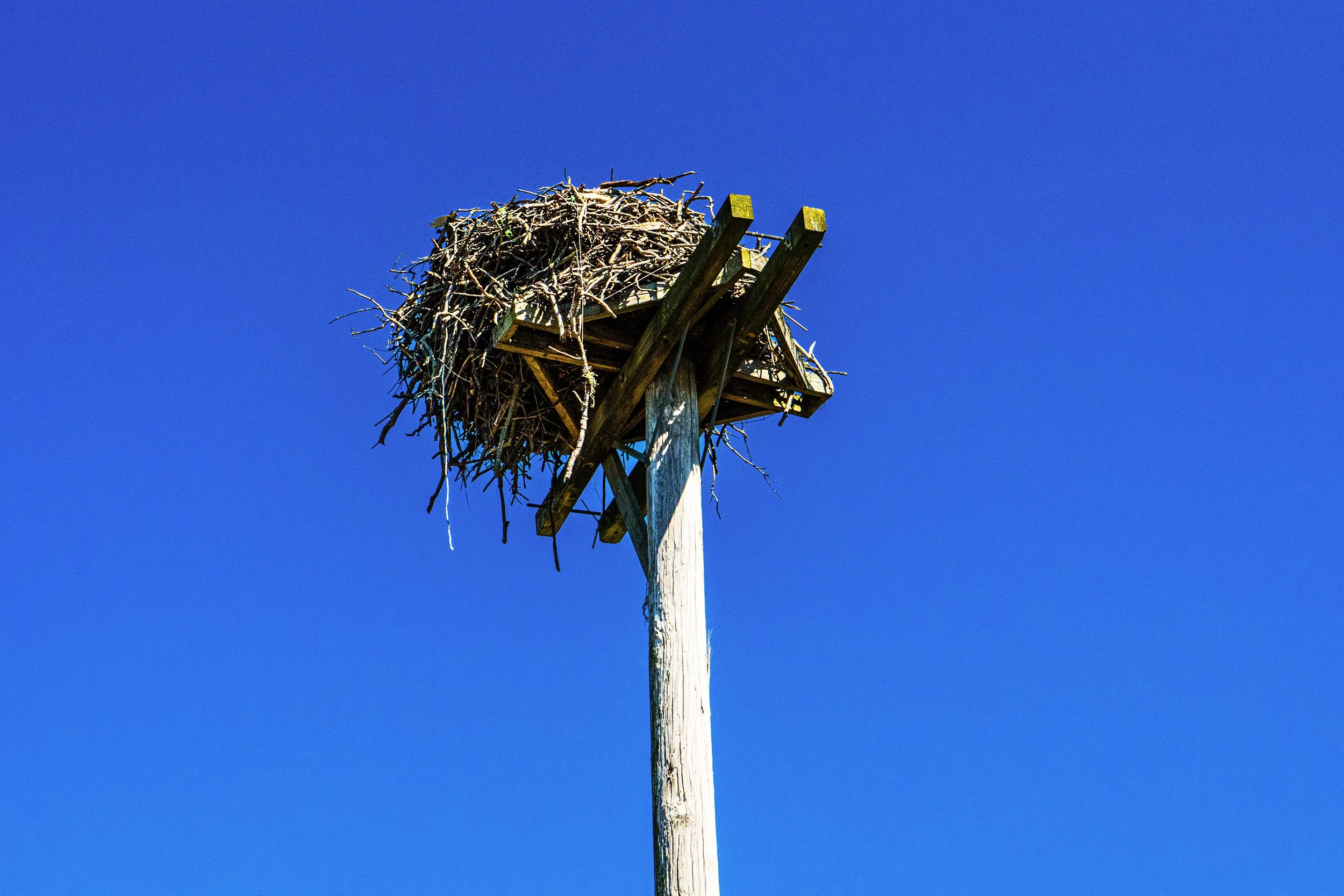 Birds nest on top of nesting platform with a blue and slightly purple tinted sky surrounding it.