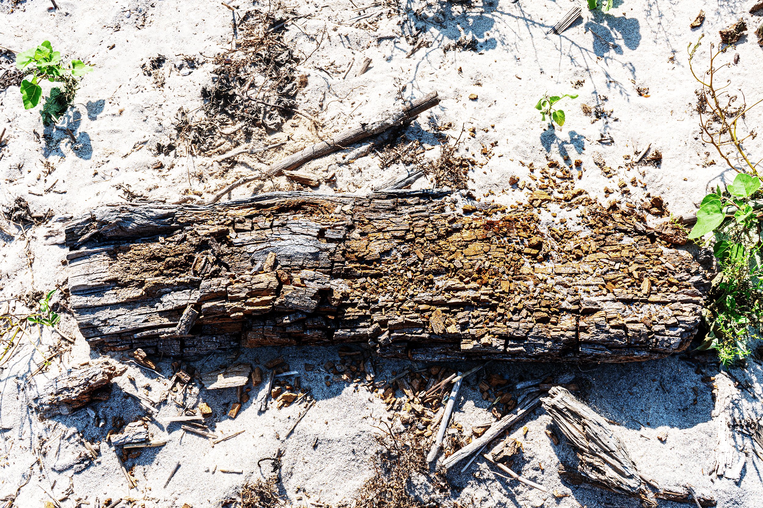 Piece of a broken and decaying piece of driftwood on top of some sand with some small branches scattered around a a few green sprouts