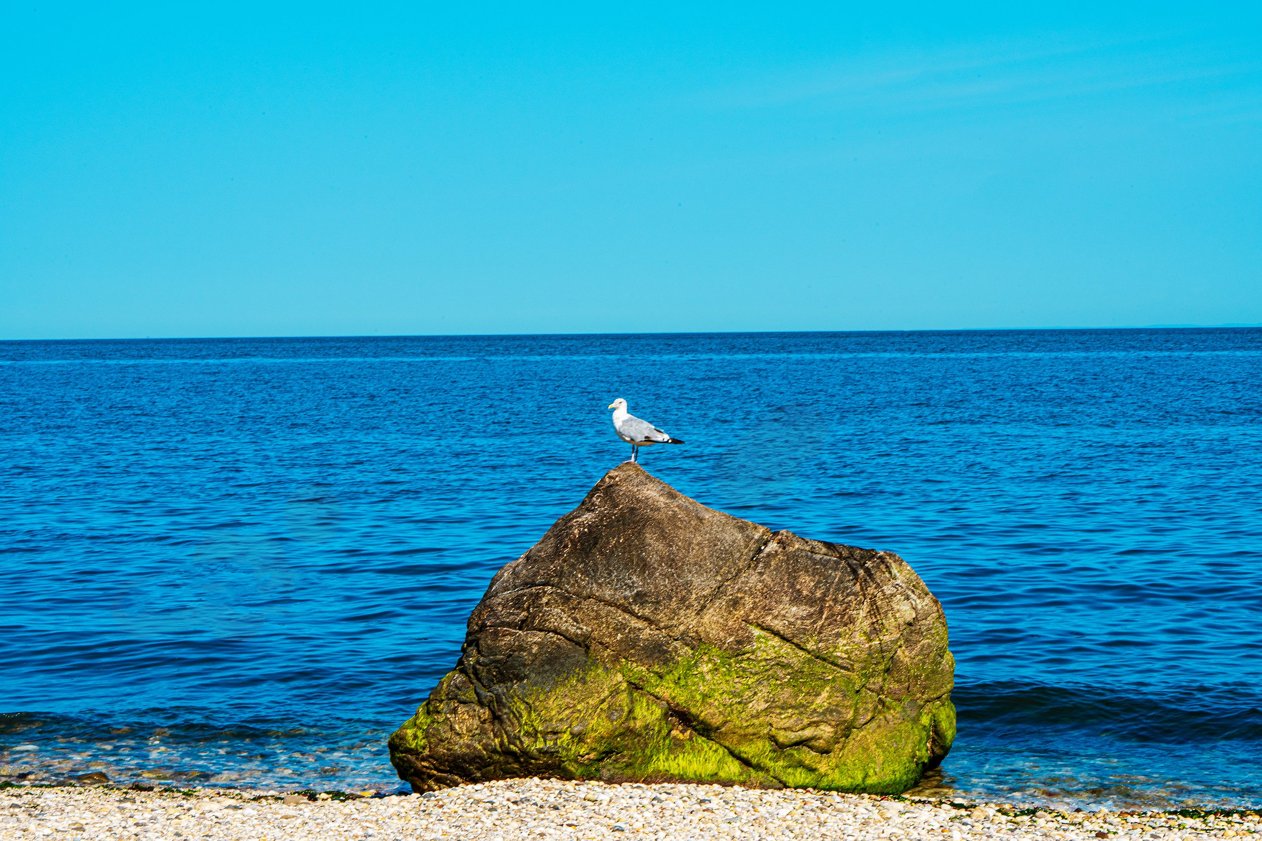 Seagull perched a top a rock with a rocky beach in the foreground and water in the background