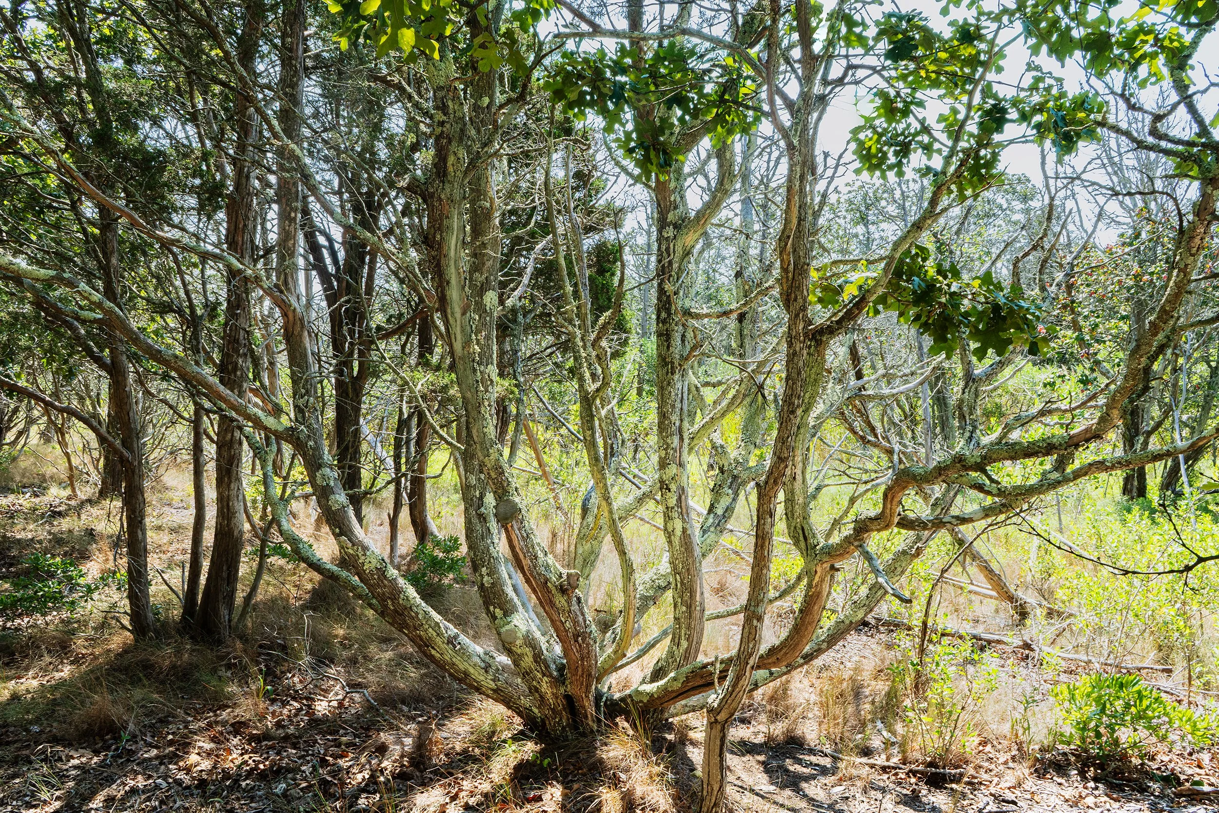 Tree with many branches growing outward from its base and some leaves on its branches with some dirt and leaves on the ground and trees in the background with some sky peeking through the branches