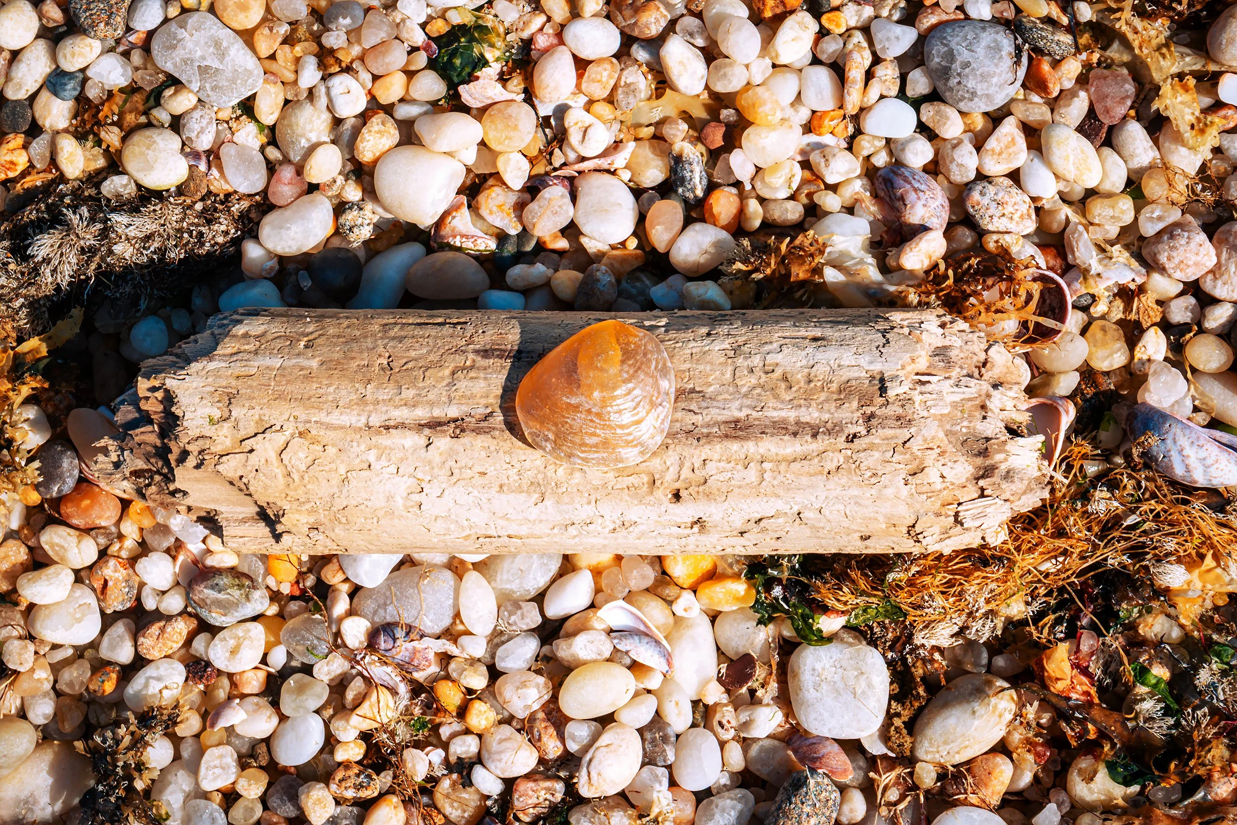 Seashell resting on top of a small piece of driftwood with many small rocks, some shells, and some seaweed covering the ground underneath