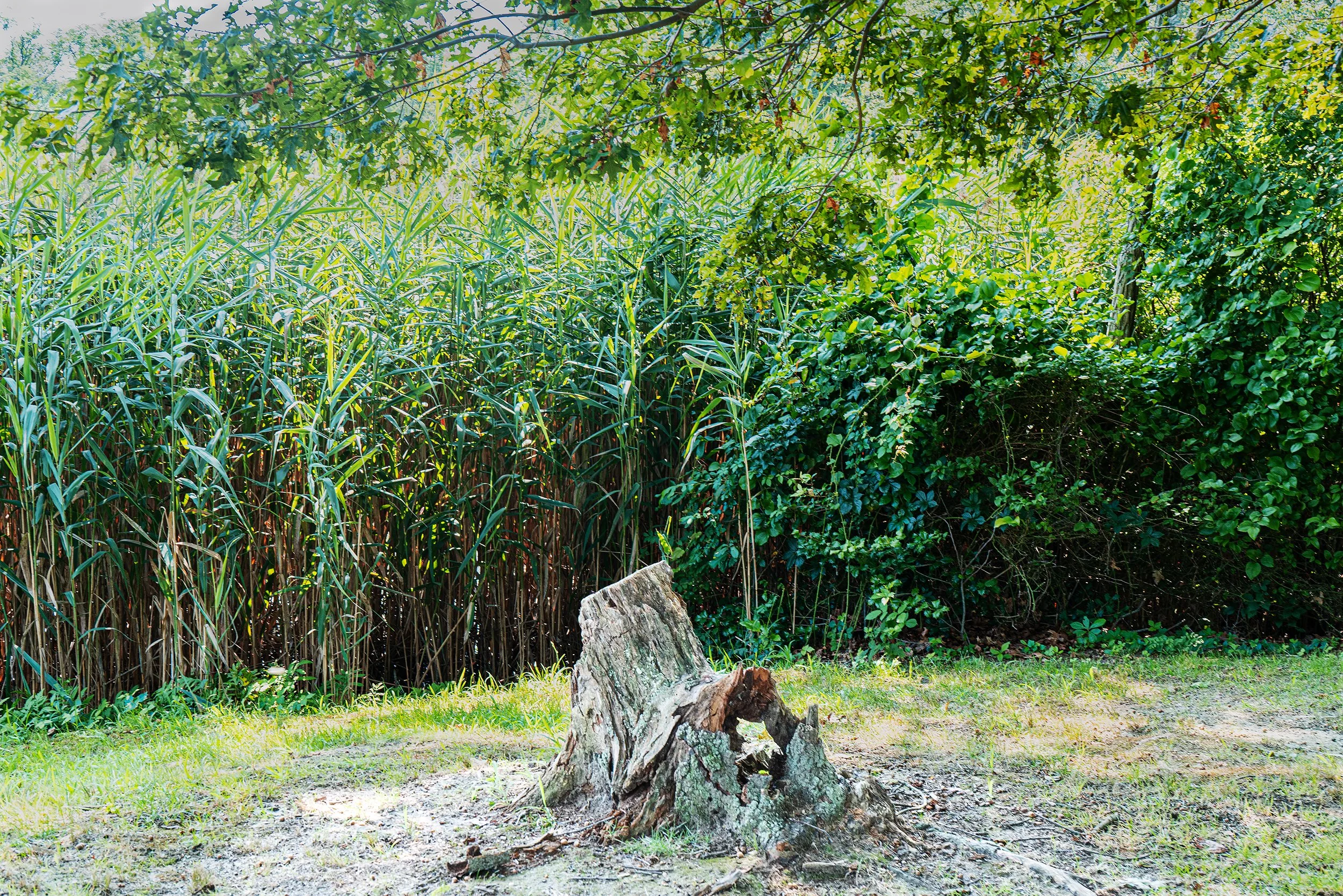 Tree stump in the park surrounded by some dirt and grass with reeds behind it a a tree branch hanging down