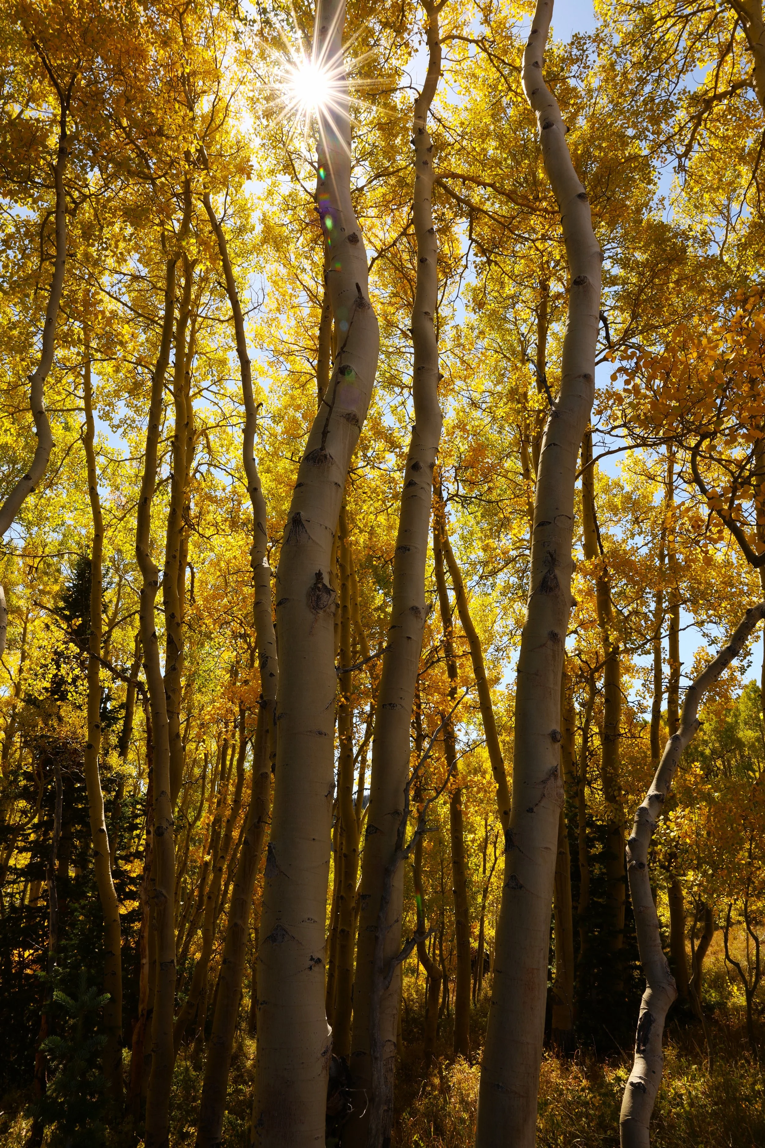 Sunlight filtering through a grove of tall aspen trees with yellow autumn leaves