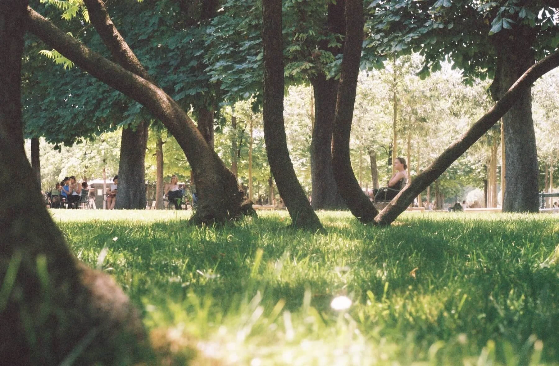 People sitting on benches and walking in a park shaded by large trees, viewed from grass level.