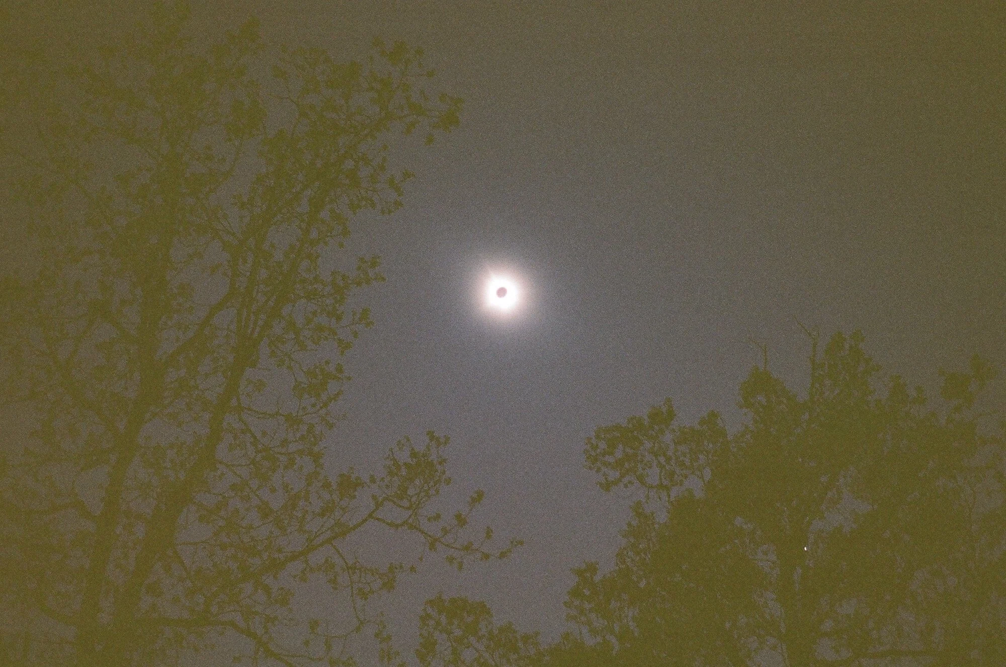 Night sky with a partial lunar eclipse, silhouettes of trees in the foreground.