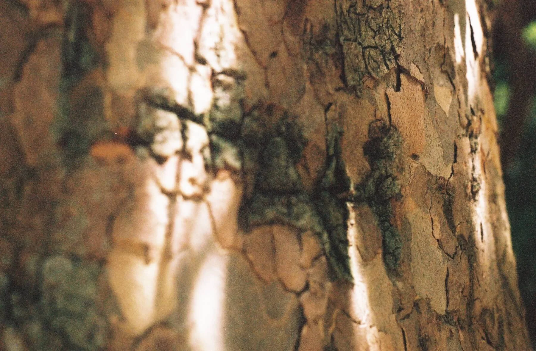 Close-up of tree bark with natural textures and cracks visible.